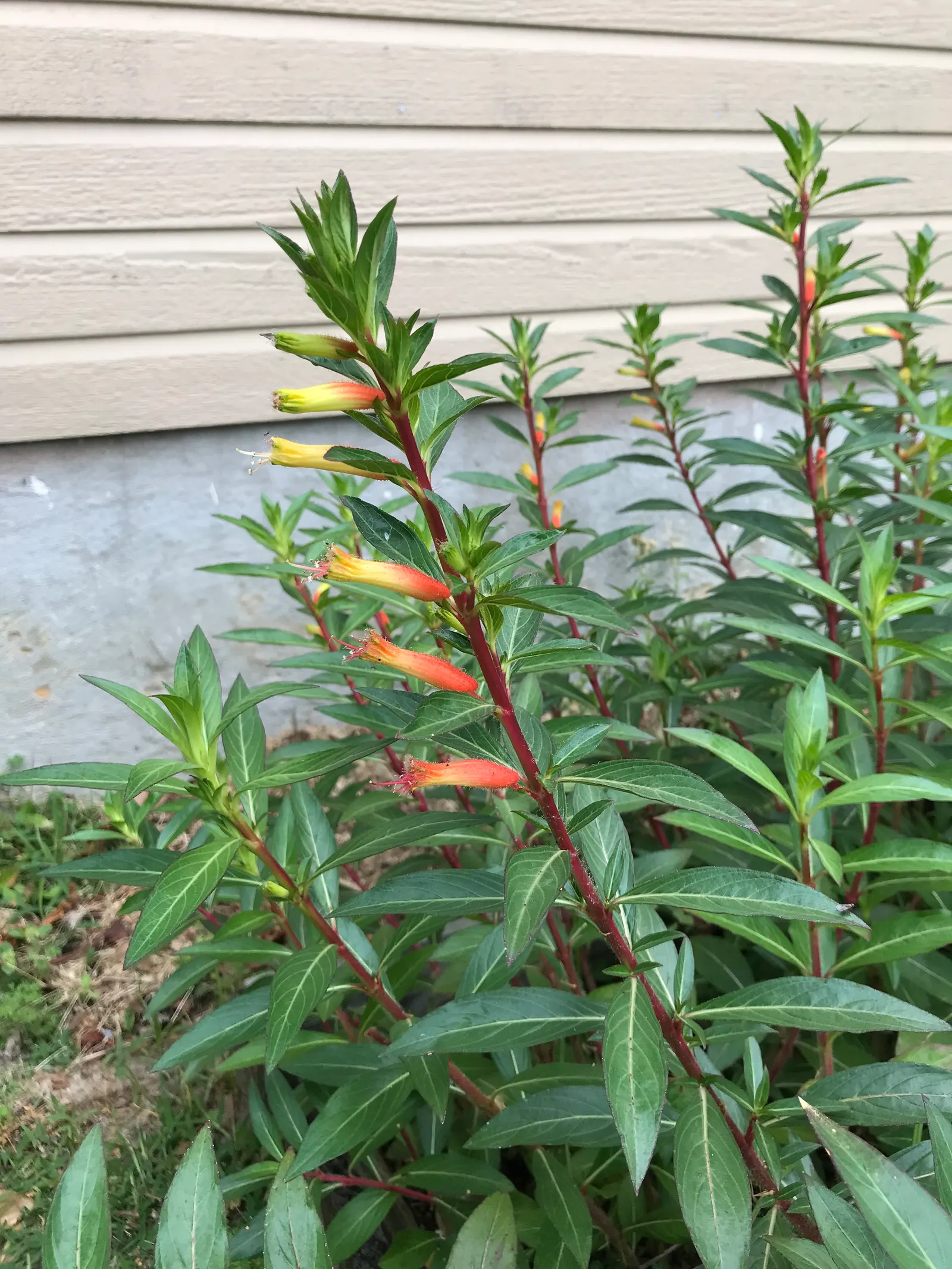 Candy Corn Plant (Cuphea Micropetala) — It thrives in USDA zones 8-10; making it an ideal medium-sized focal plant for garden beds or borders.<br><br>True to