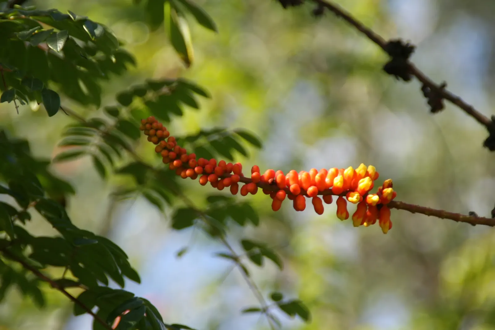 Candy Corn Plant (Cuphea Micropetala) — which provide a continuous bloom from mid-summer into early fall; providing a vivid splash in borders or pots