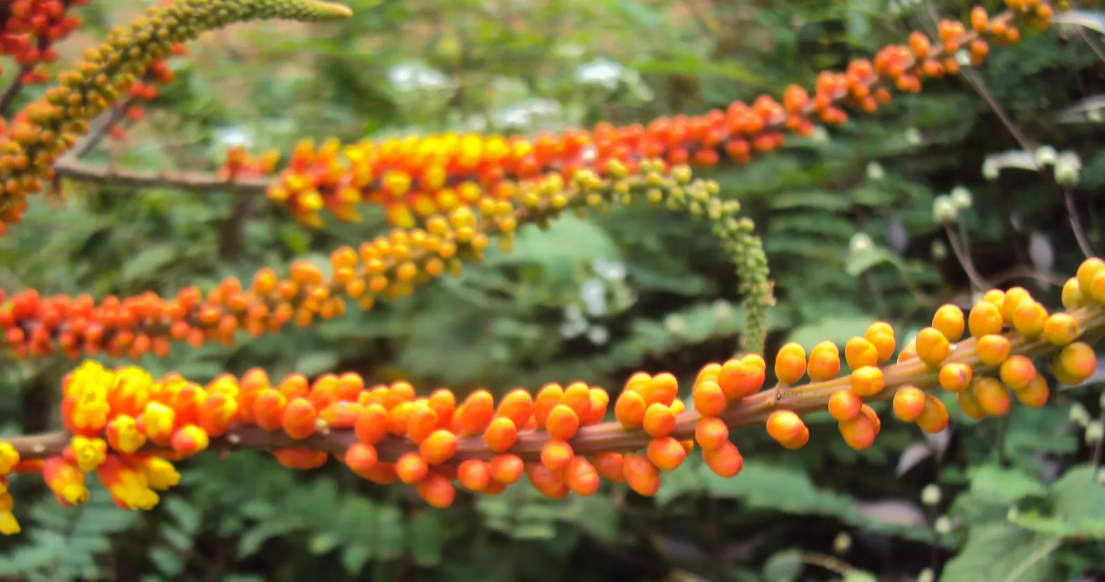 Candy Corn Plant (Cuphea Micropetala) — displaying a striking amalgamation of yellow
