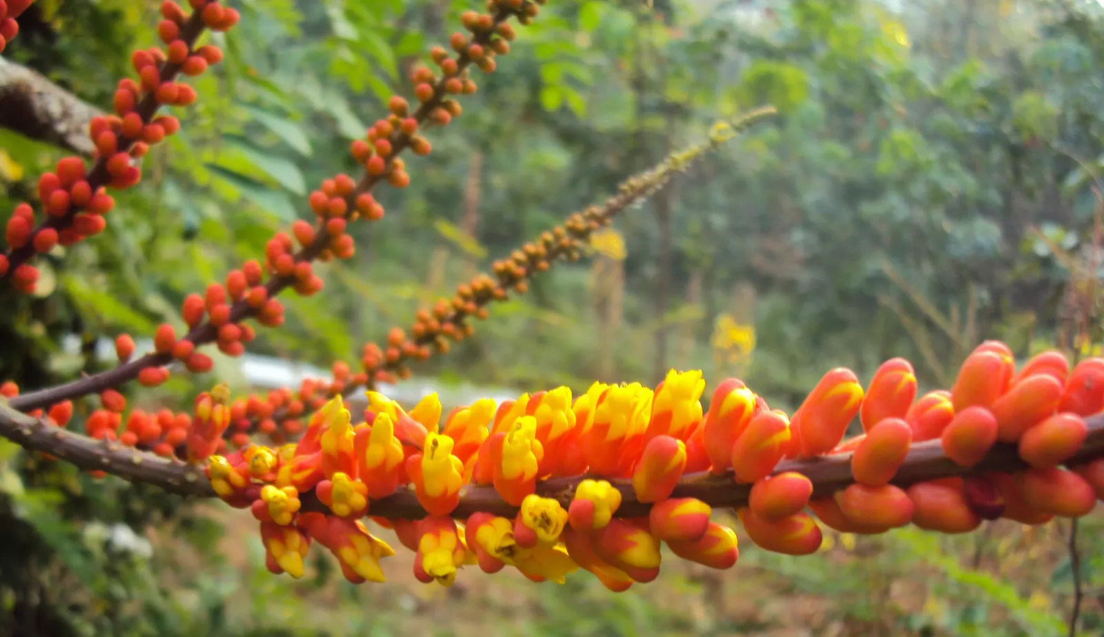 Candy Corn Plant (Cuphea Micropetala) — including occasional pruning to maintain shape and promote denser growth; this plant can withstand a minimum