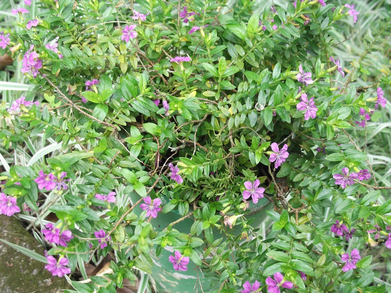 Candy Corn Plant (Cuphea Micropetala) — the Candy Corn Plant prefers well-drained soil and thrives in full sun to partial shade conditions; shrub for full