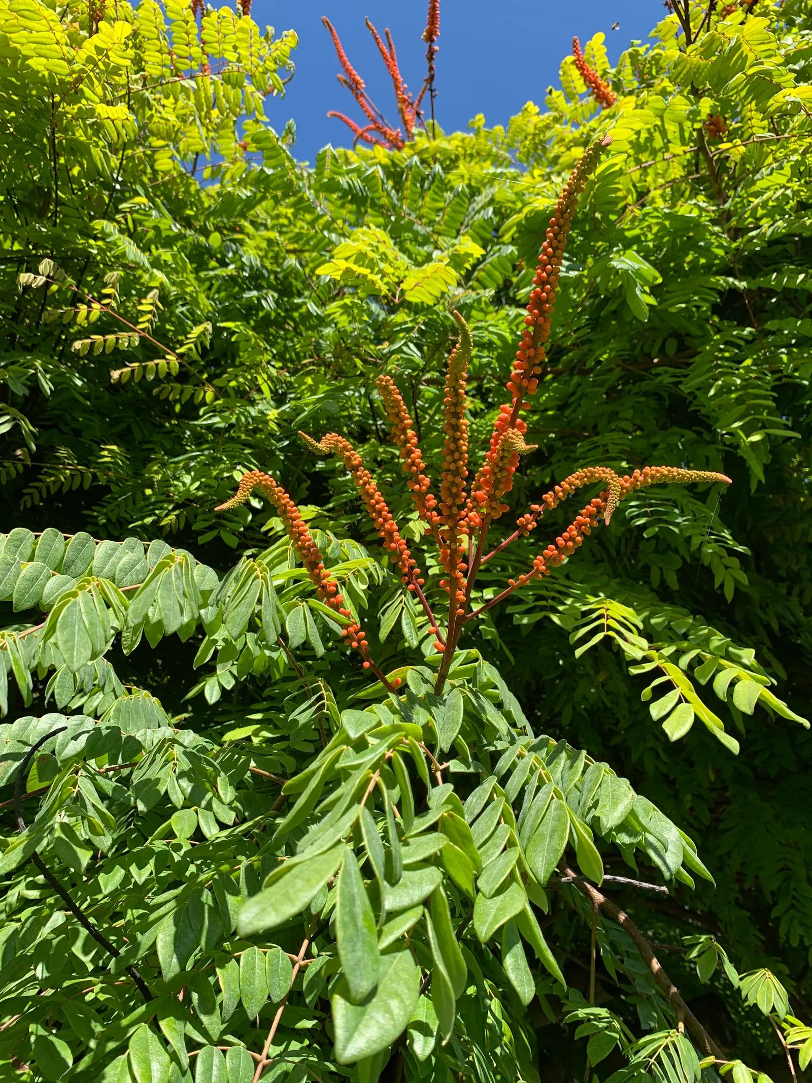 Candy Corn Plant (Cuphea Micropetala) — It thrives in USDA zones 8-10; making it an ideal medium-sized focal plant for garden beds or, image 58