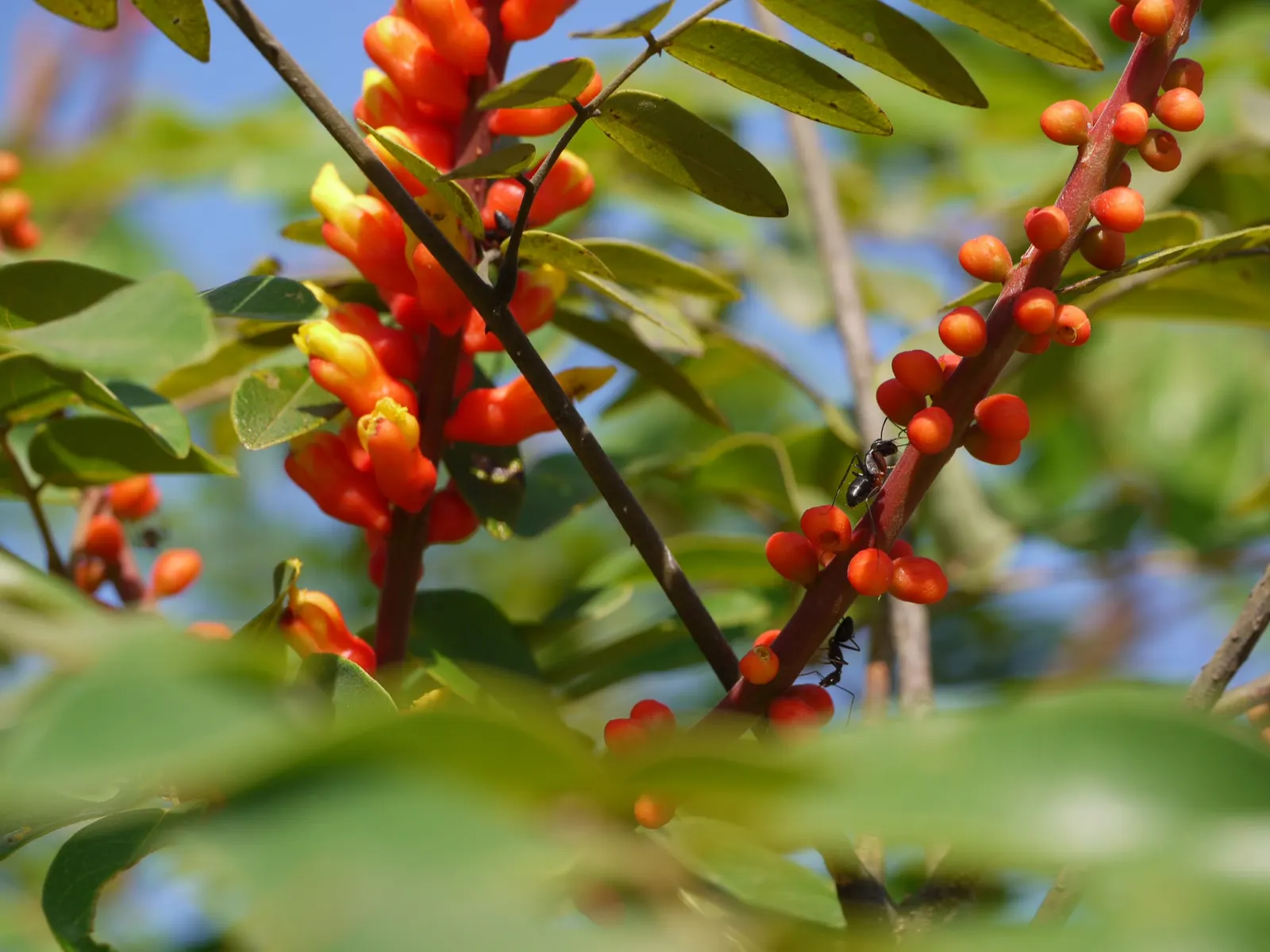 Candy Corn Plant (Cuphea Micropetala) — This robust plant reaches a modest height of 2-3 feet and spreads similarly