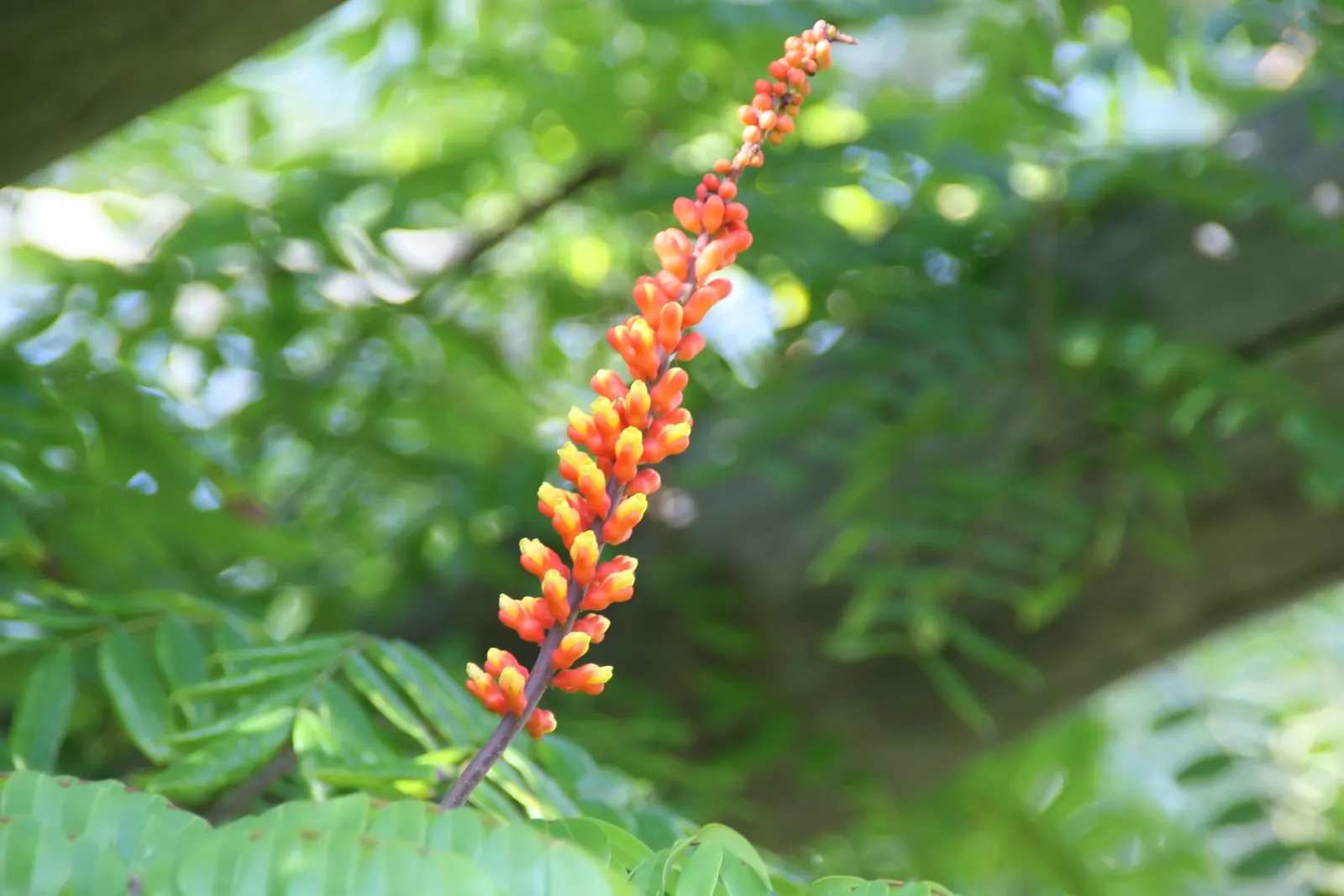 Candy Corn Plant (Cuphea Micropetala) — this charming specimen reaches a mature height of approximately 3 to 4 feet with an equal spread; reminiscent of the
