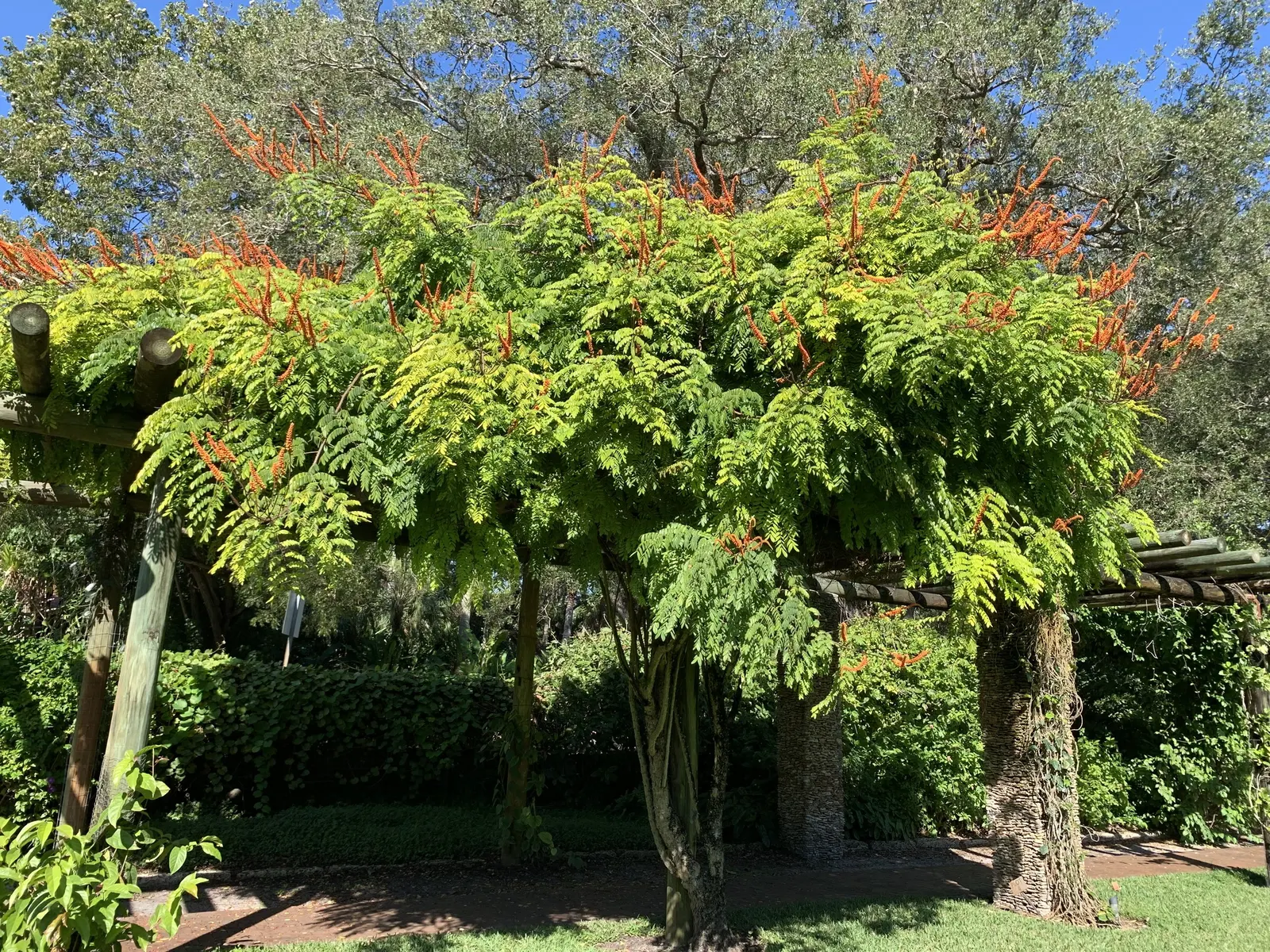 Candy Corn Plant (Cuphea Micropetala) — which provide a continuous bloom from mid-summer into early fall; providing a vivid splash in borders or, image 68