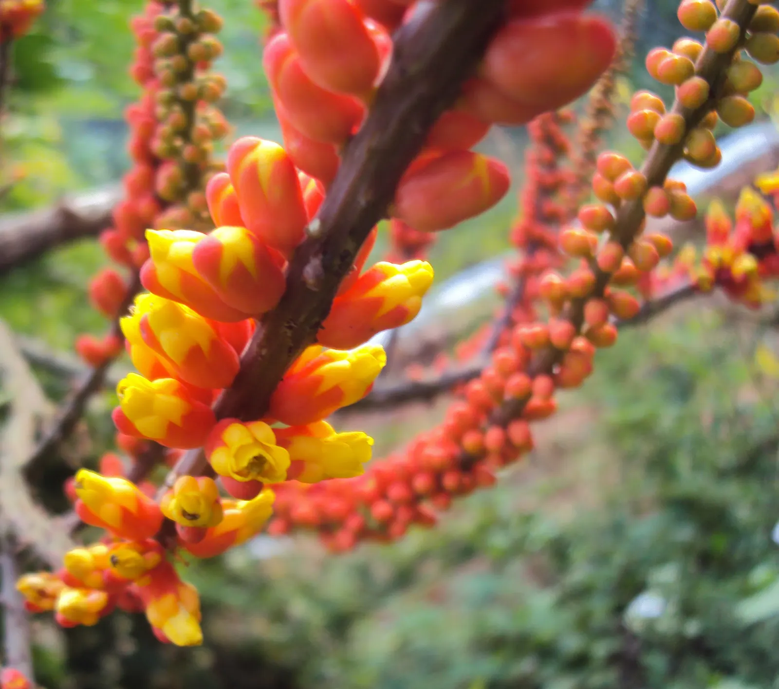 Candy Corn Plant (Cuphea Micropetala) — is an intriguing and vibrant perennial that will add a dash of whimsy and color to any landscape design