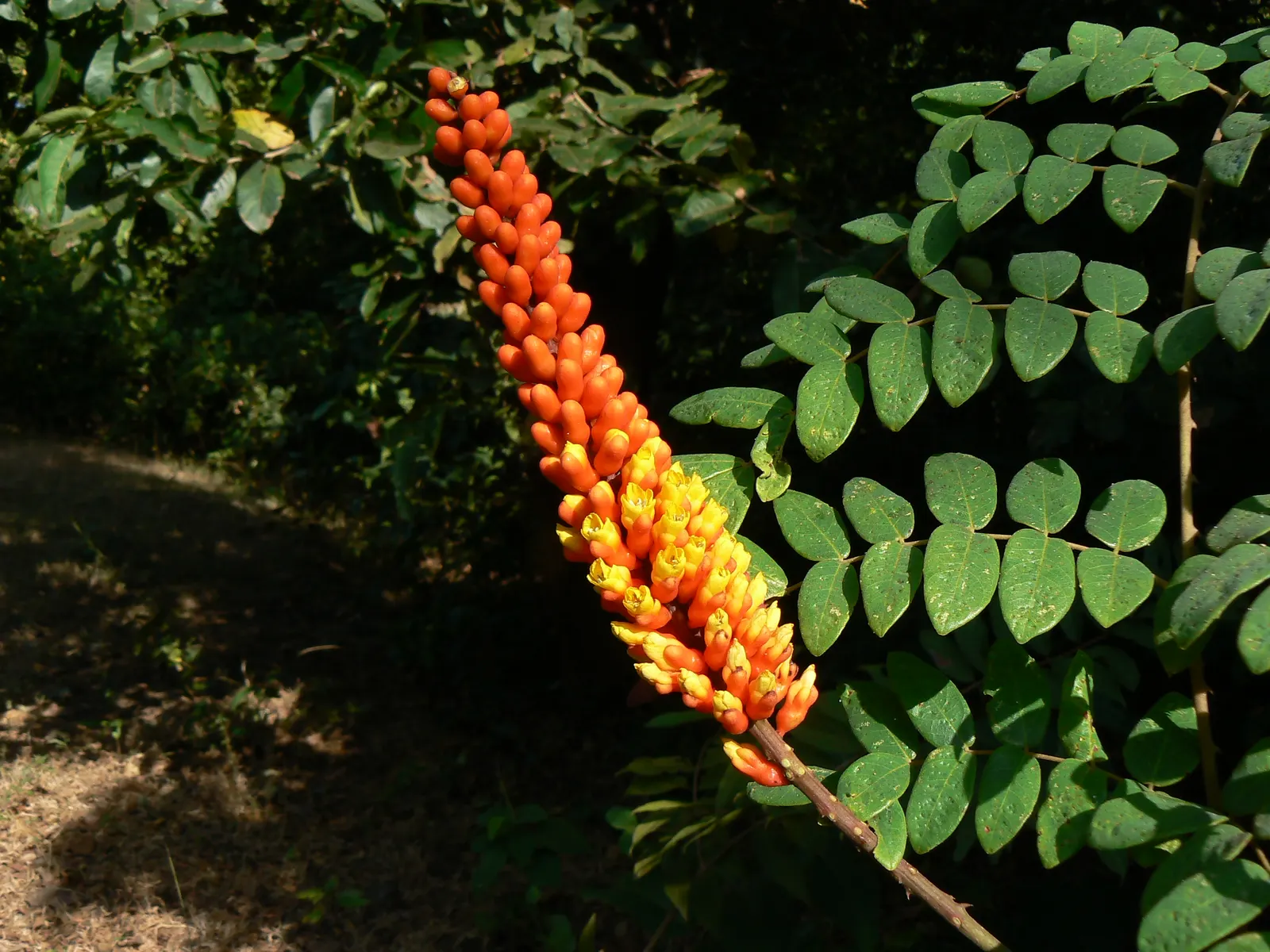 Candy Corn Plant (Cuphea Micropetala) — Hardy in USDA zones 8 to 10; flourishes in full sun to partial shade