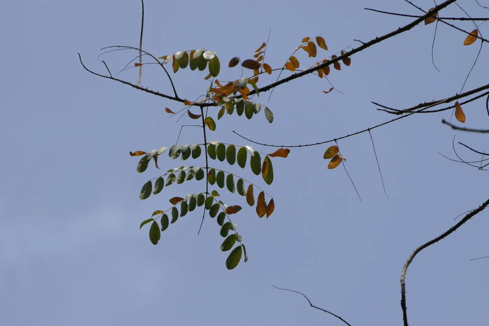 Candy Corn Plant (Cuphea Micropetala) — is an eye-catching perennial; this robust plant reaches a modest height of 2-3 feet and spreads similarly, image 53