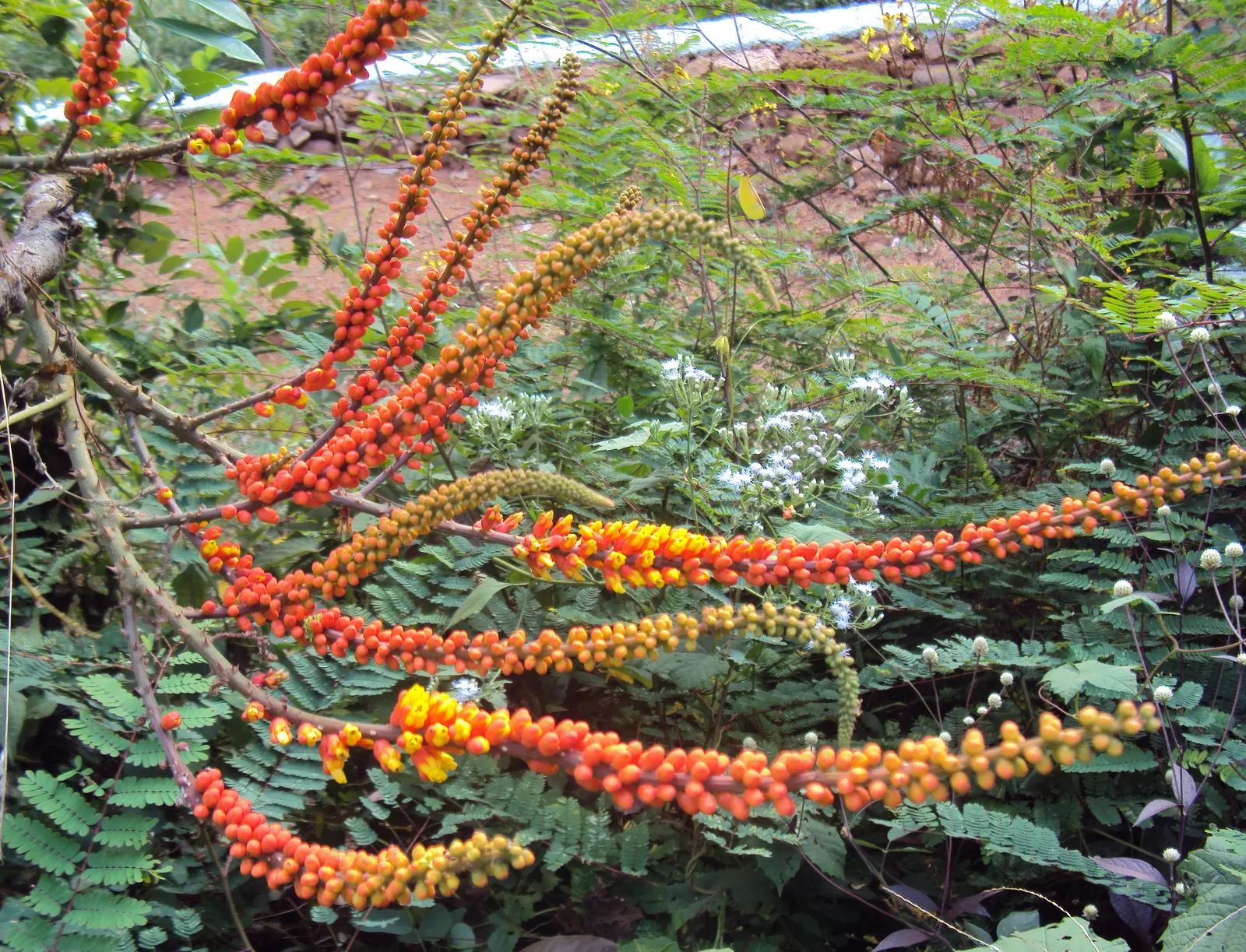 Candy Corn Plant (Cuphea Micropetala) — Hardy in USDA zones 8 to 10