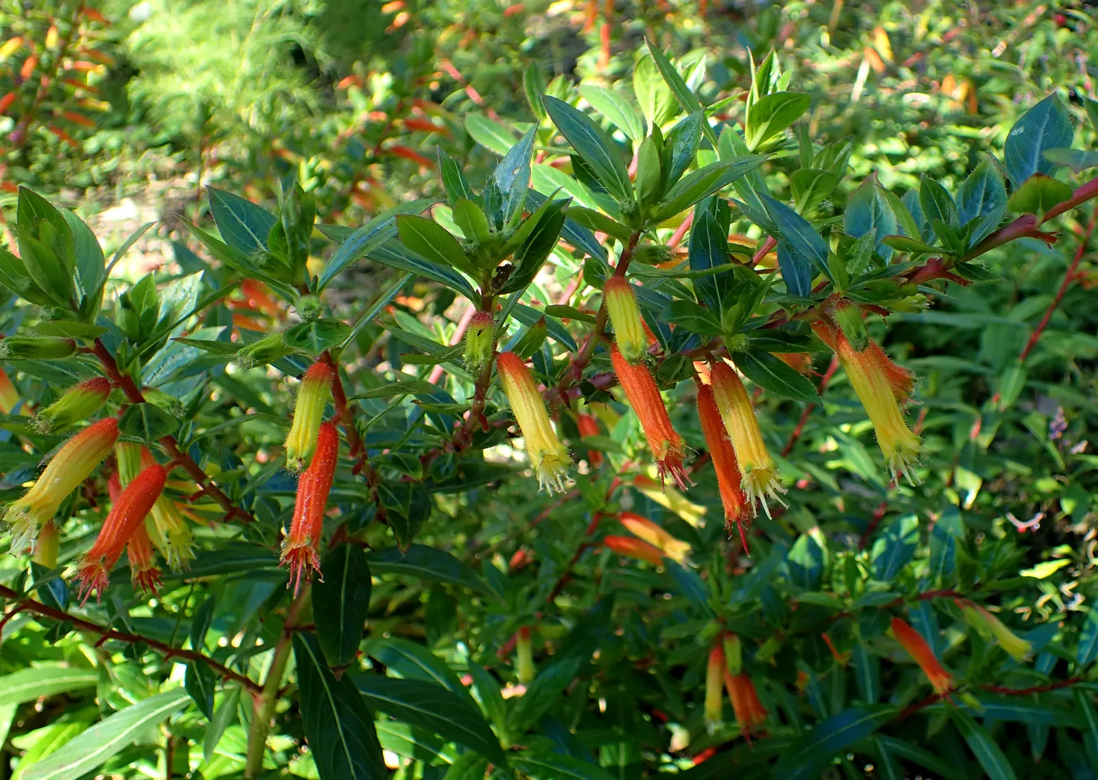 Candy Corn Plant (Cuphea Micropetala) — multi-colored and orange flowers in the garden