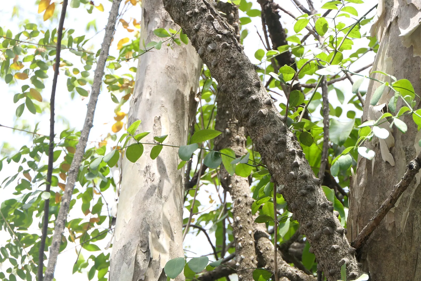 Candy Corn Plant (Cuphea Micropetala) — scientifically termed Cuphea micropetala