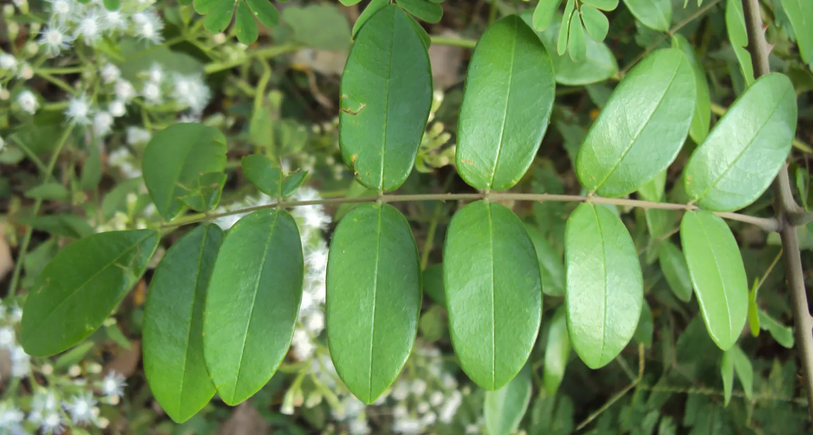 Candy Corn Plant (Cuphea Micropetala) — thus contributing to the ecological health of the garden.<br><br>To ensure optimal growth