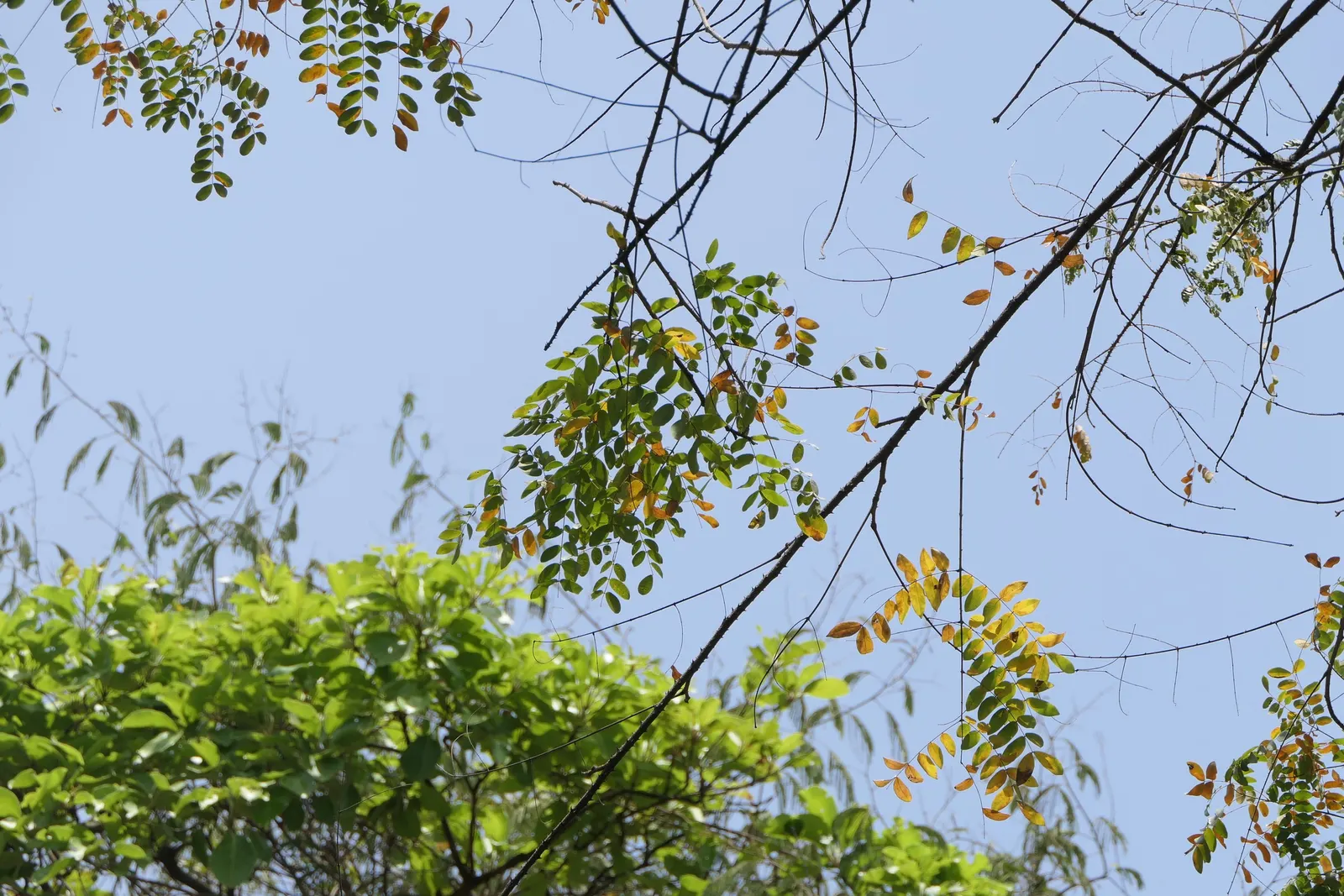 Candy Corn Plant (Cuphea Micropetala) — shrub for full