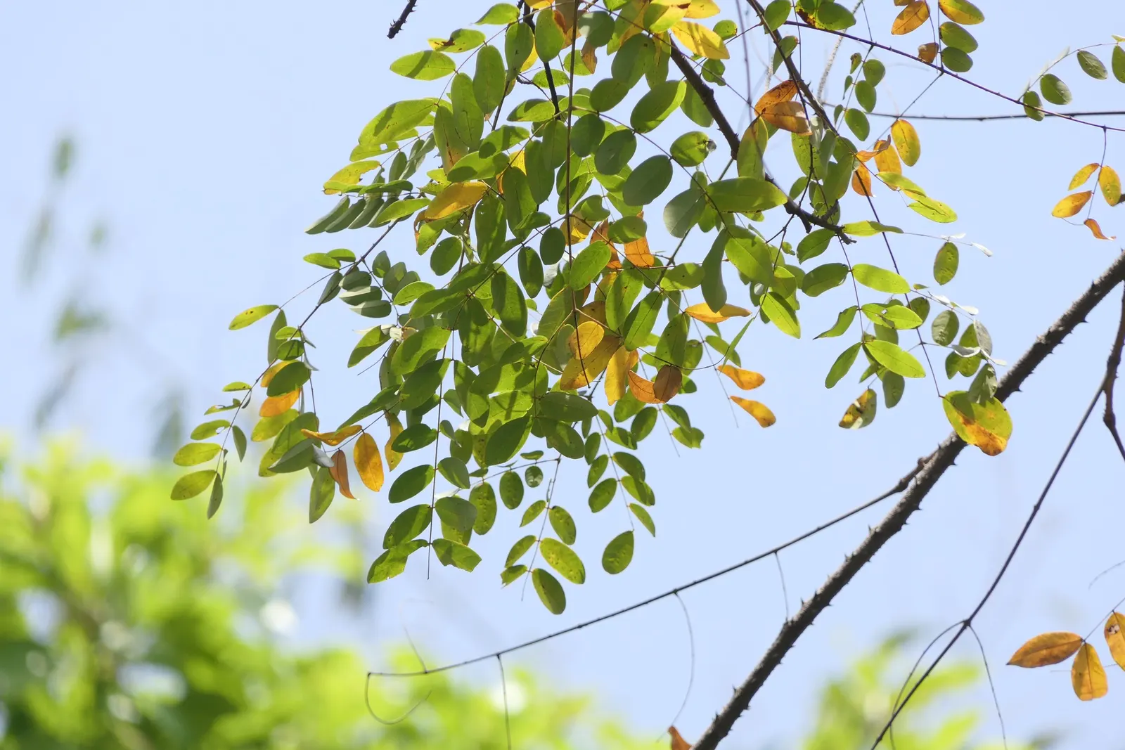 Candy Corn Plant (Cuphea Micropetala) — flourishes in full sun to partial shade; hardy in USDA zones 8 to 10, image 59