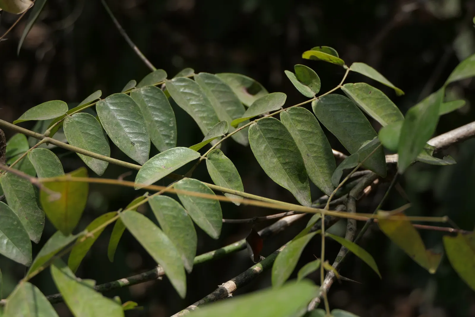 Candy Corn Plant (Cuphea Micropetala) — thus contributing to the ecological health of the garden.<br><br>To ensure optimal growth; the Candy Corn, image 70