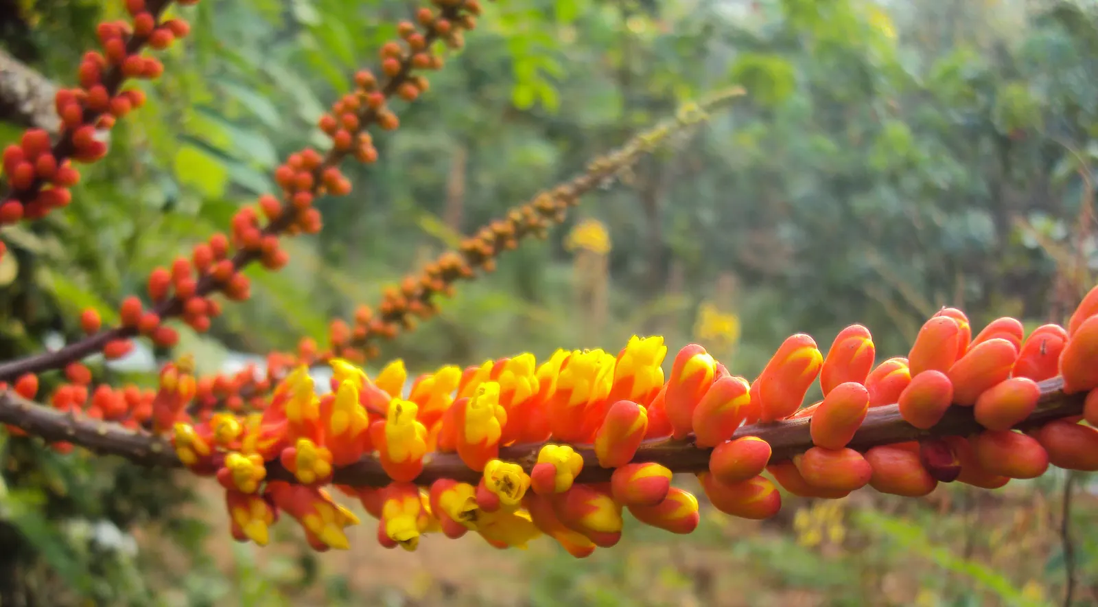 Candy Corn Plant (Cuphea Micropetala) — making it an ideal medium-sized focal plant for garden beds or borders.<br><br>True to its common name; scientifically