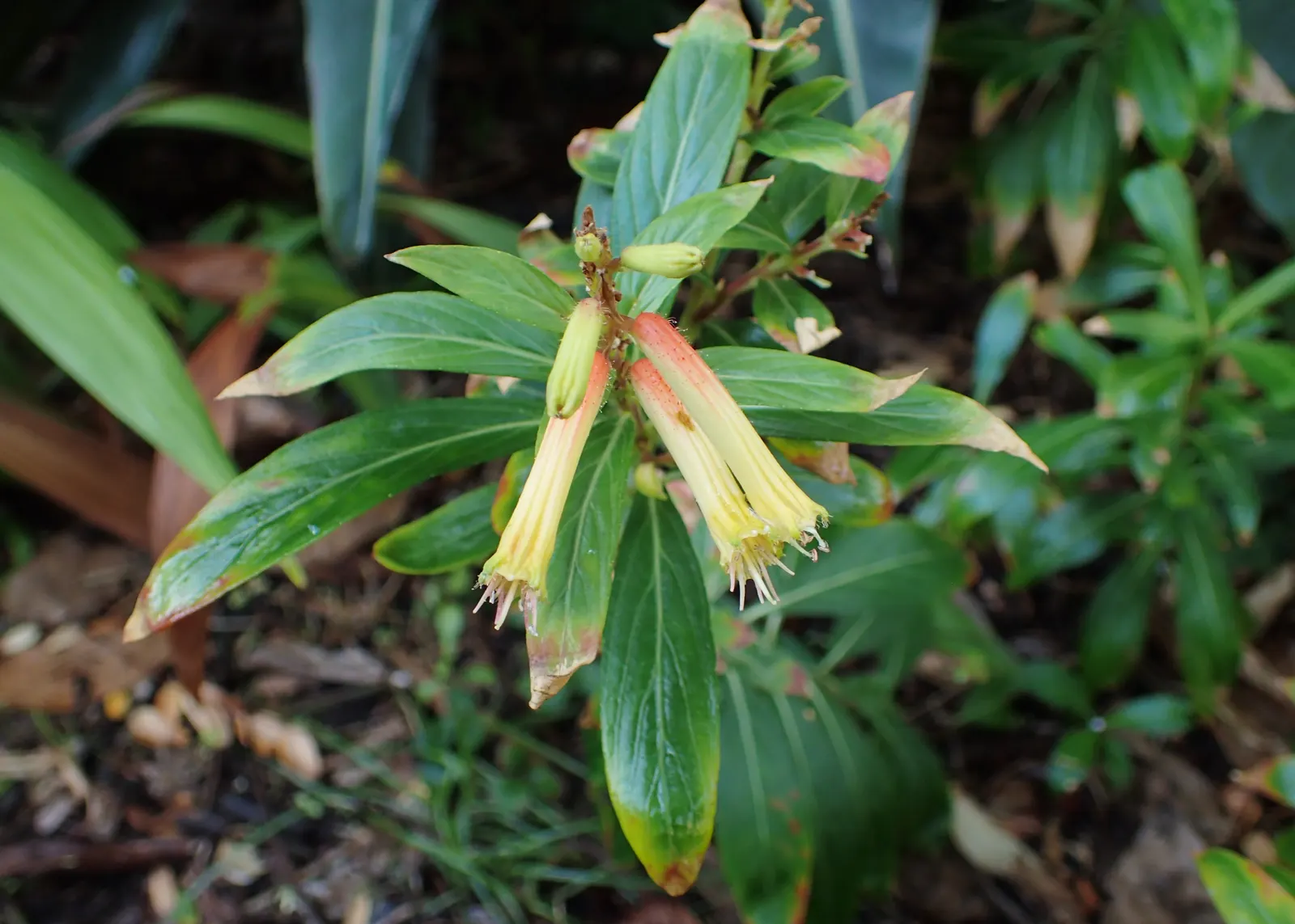 Candy Corn Plant (Cuphea Micropetala) — which provide a continuous bloom from mid-summer into early fall