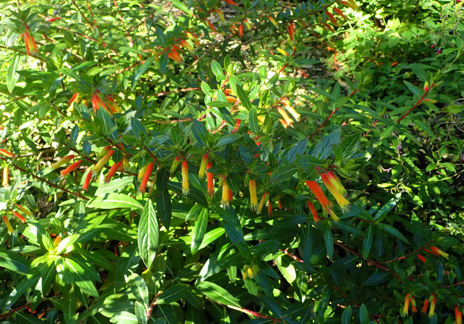 Candy Corn Plant (Cuphea Micropetala) — the Candy Corn Plant prefers well-drained soil and thrives in full sun to partial shade conditions