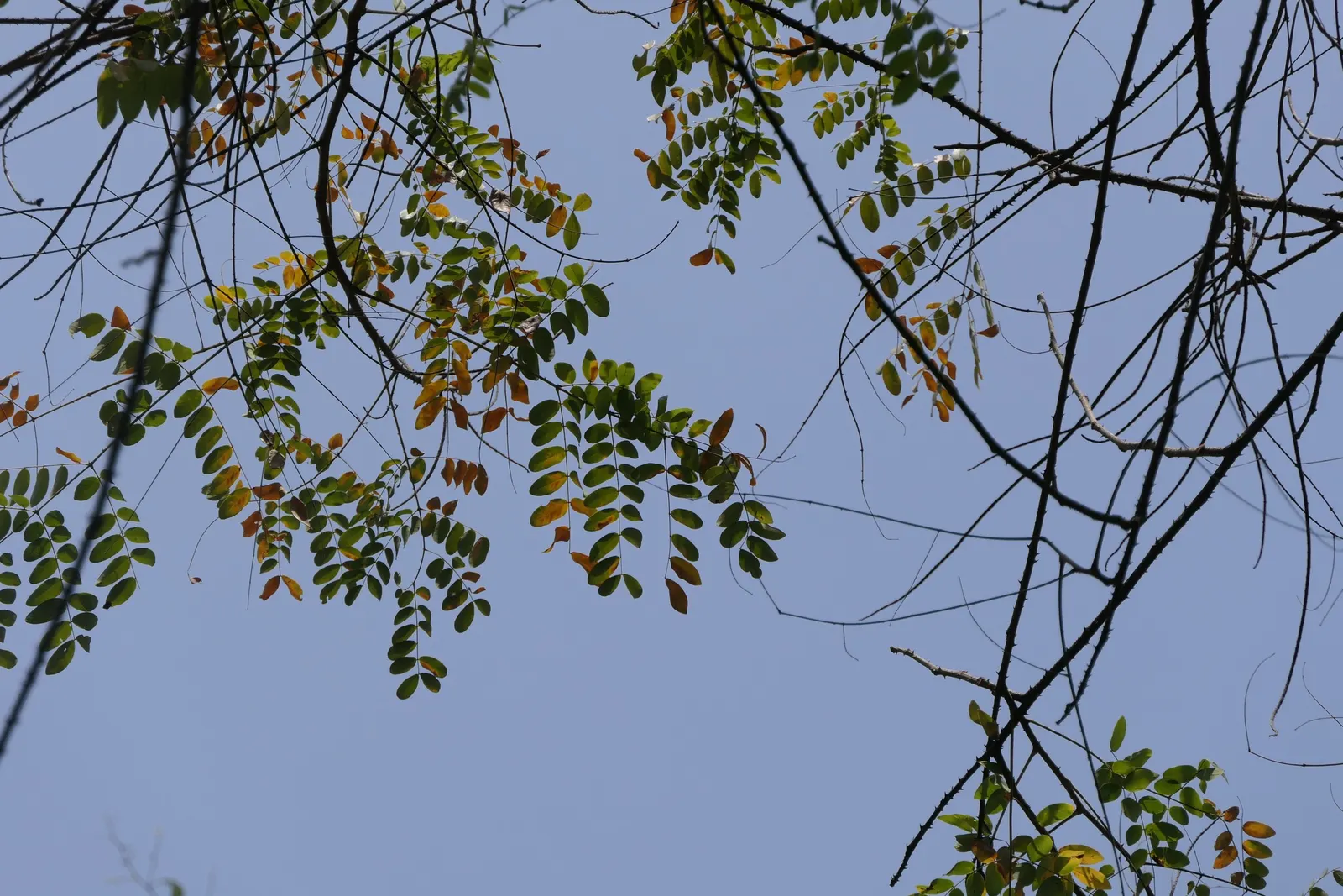 Candy Corn Plant (Cuphea Micropetala) — this charming specimen reaches a mature height of approximately 3 to 4 feet with an equal spread