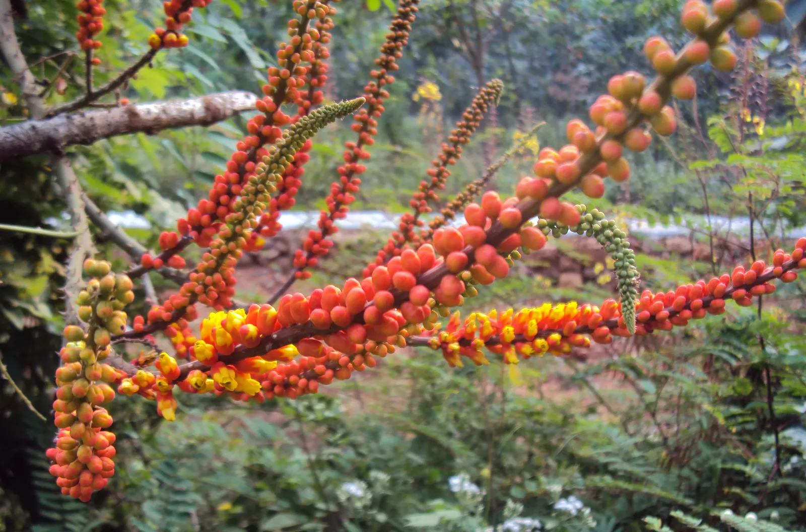 Candy Corn Plant (Cuphea Micropetala) — including occasional pruning to maintain shape and promote denser growth