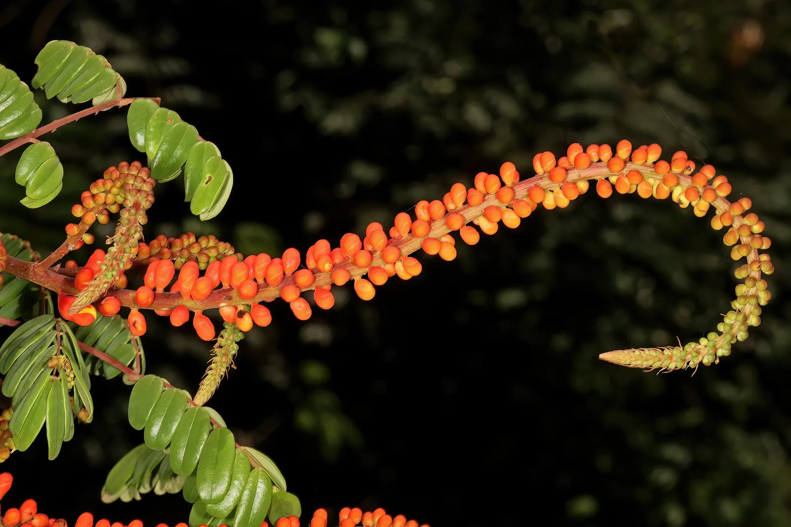 Candy Corn Plant (Cuphea Micropetala) — providing a vivid splash in borders or pots; it thrives in USDA zones 8-10, image 57