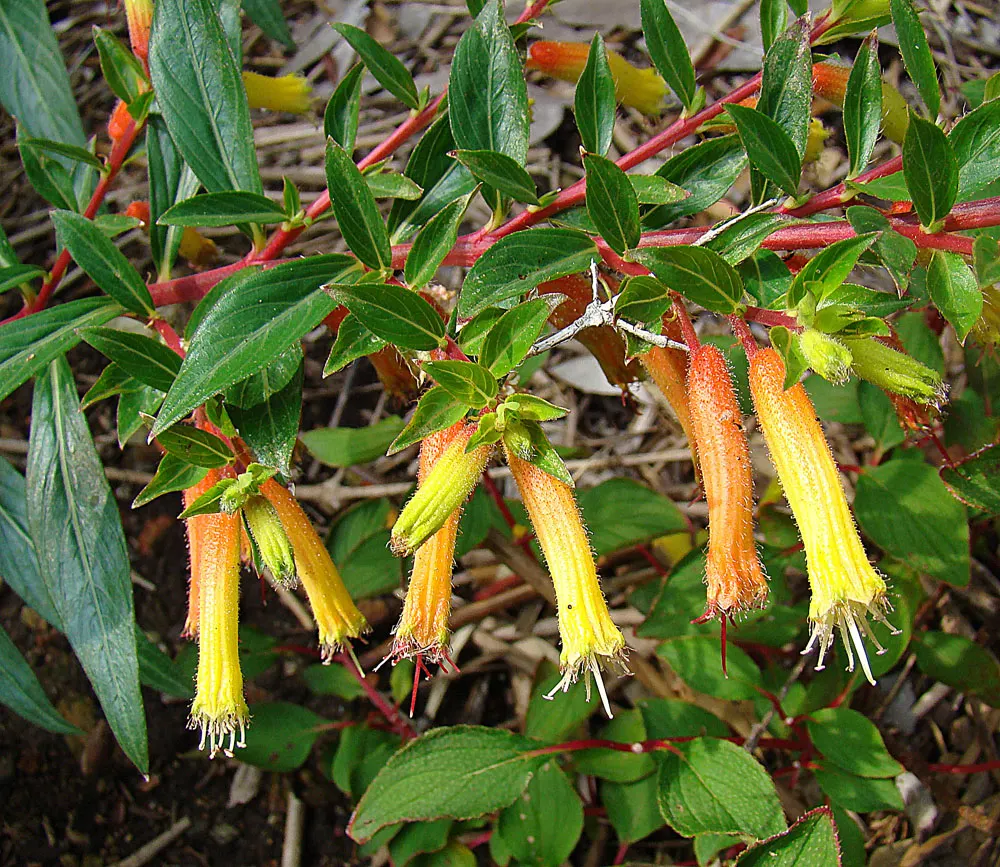 Candy Corn Plant (Cuphea Micropetala) — and requires well-draining soil; is an eye-catching perennial, image 60