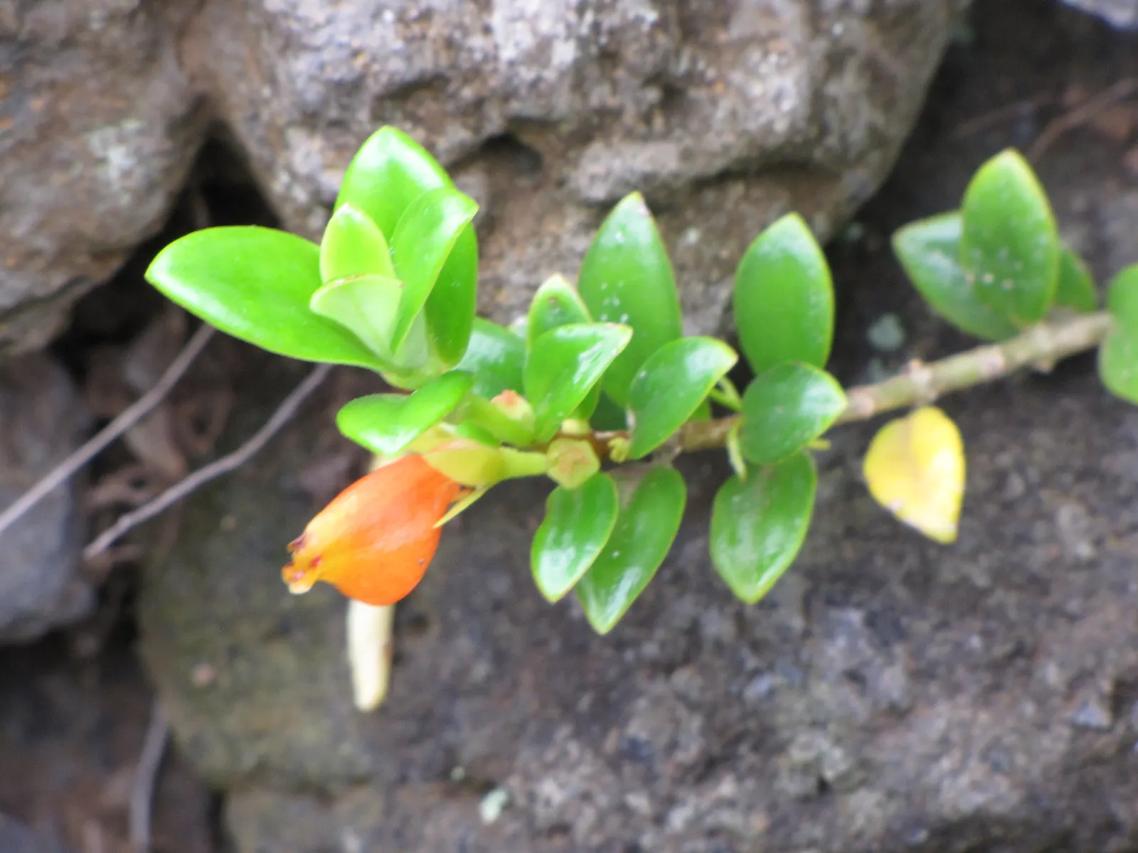 Candy Corn Plant (Cuphea Micropetala) — is an eye-catching perennial