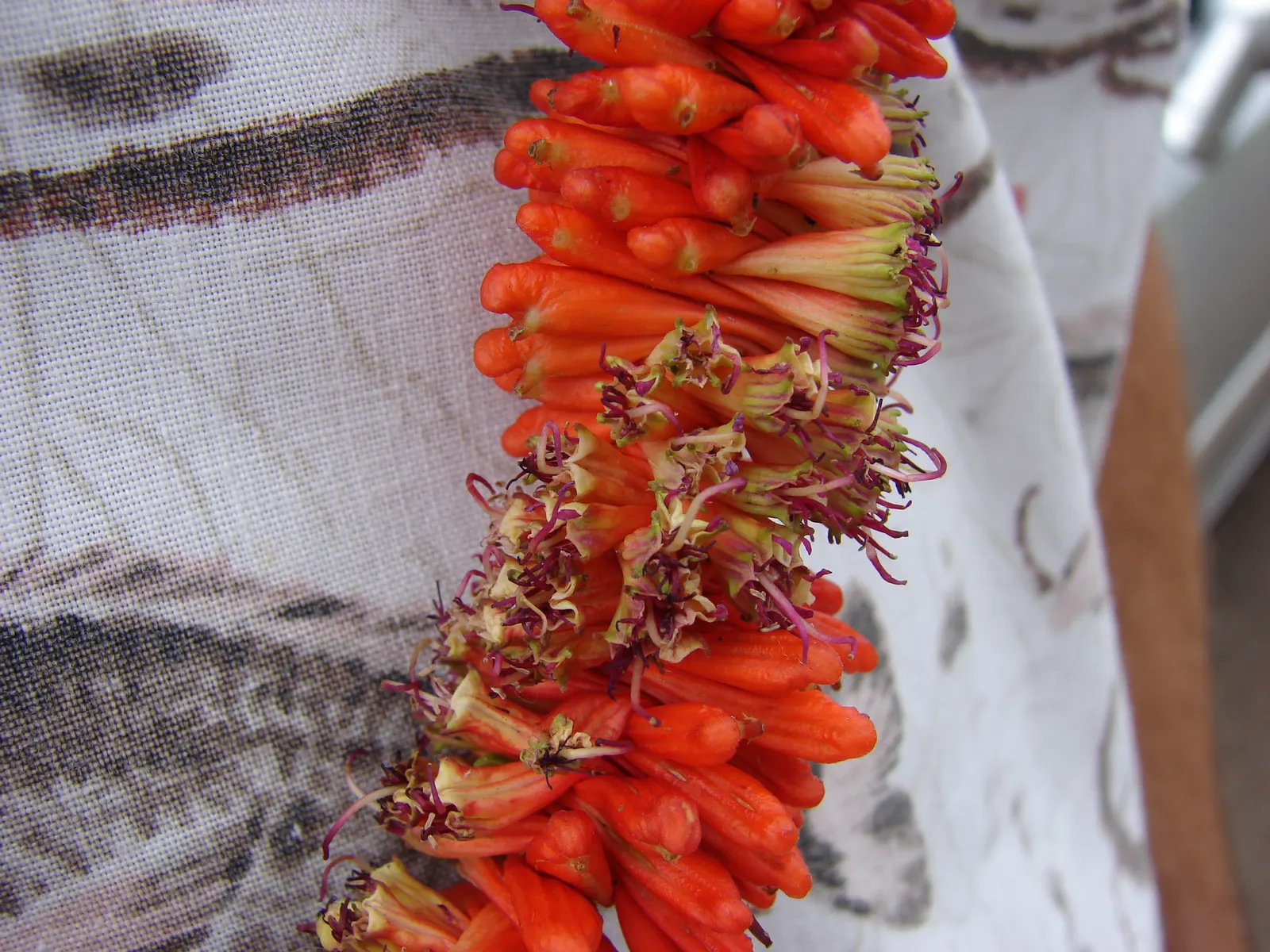 Candy Corn Plant (Cuphea Micropetala) — and requires well-draining soil