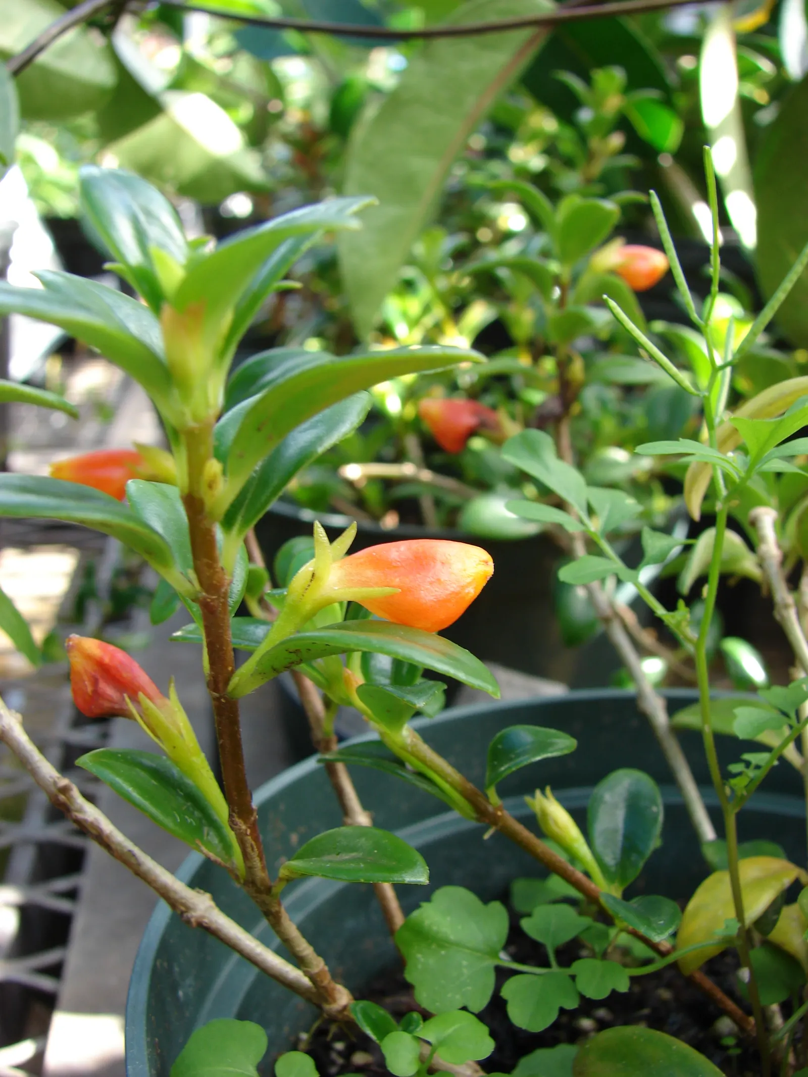 Candy Corn Plant (Cuphea Micropetala) — Hardy in USDA zones 8 to 10; flourishes in full sun to partial shade, image 72