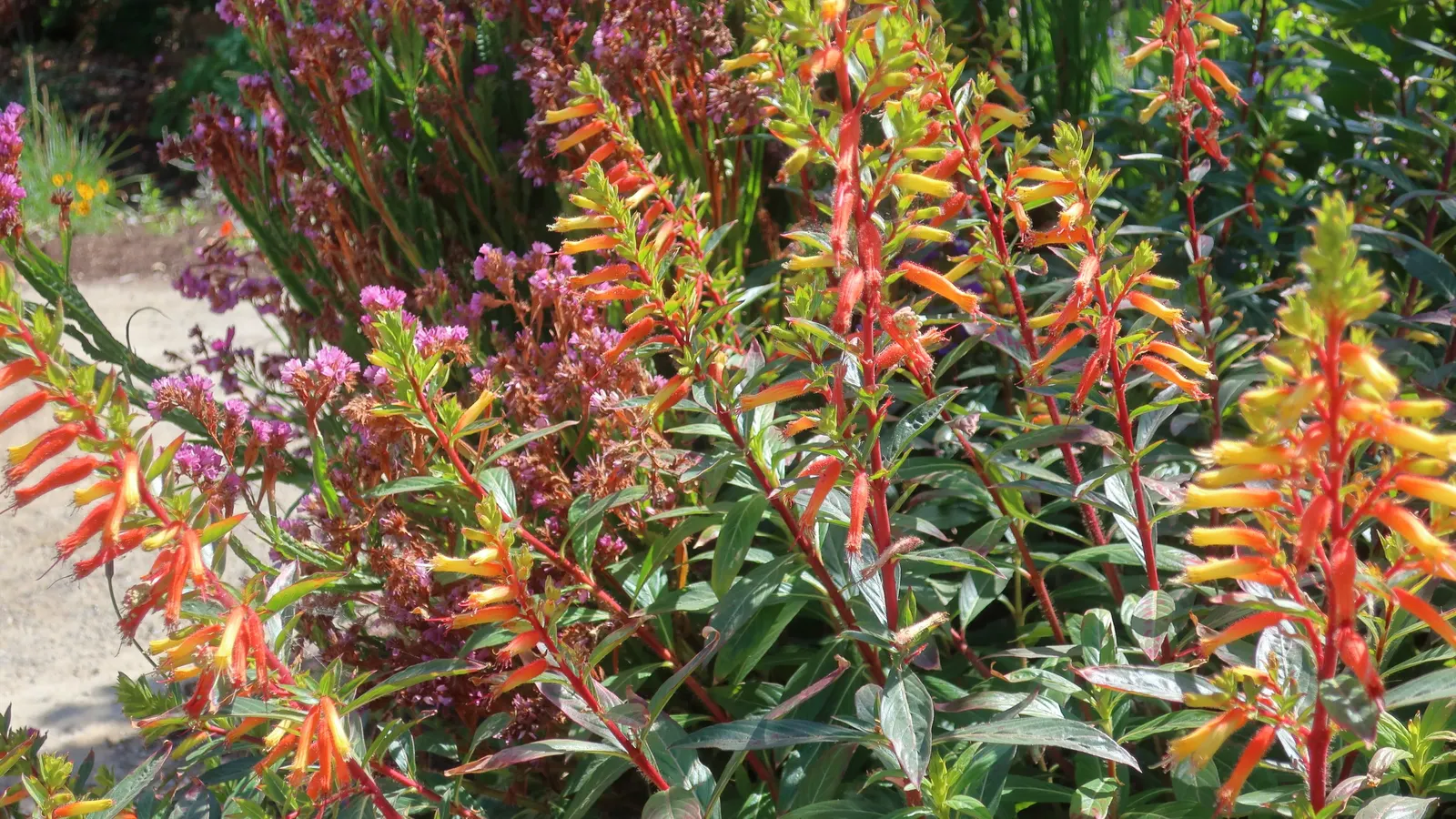 Candy Corn Plant (Cuphea Micropetala) — flourishes in full sun to partial shade