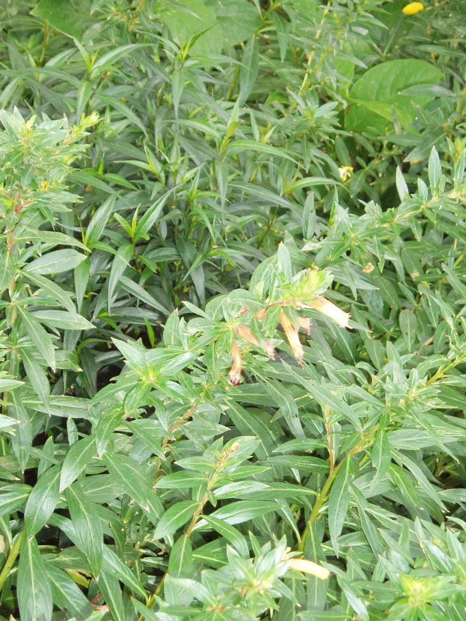 Candy Corn Plant (Cuphea Micropetala) — the Candy Corn Plant prefers well-drained soil and thrives in full sun to partial shade conditions; shrub, image 71