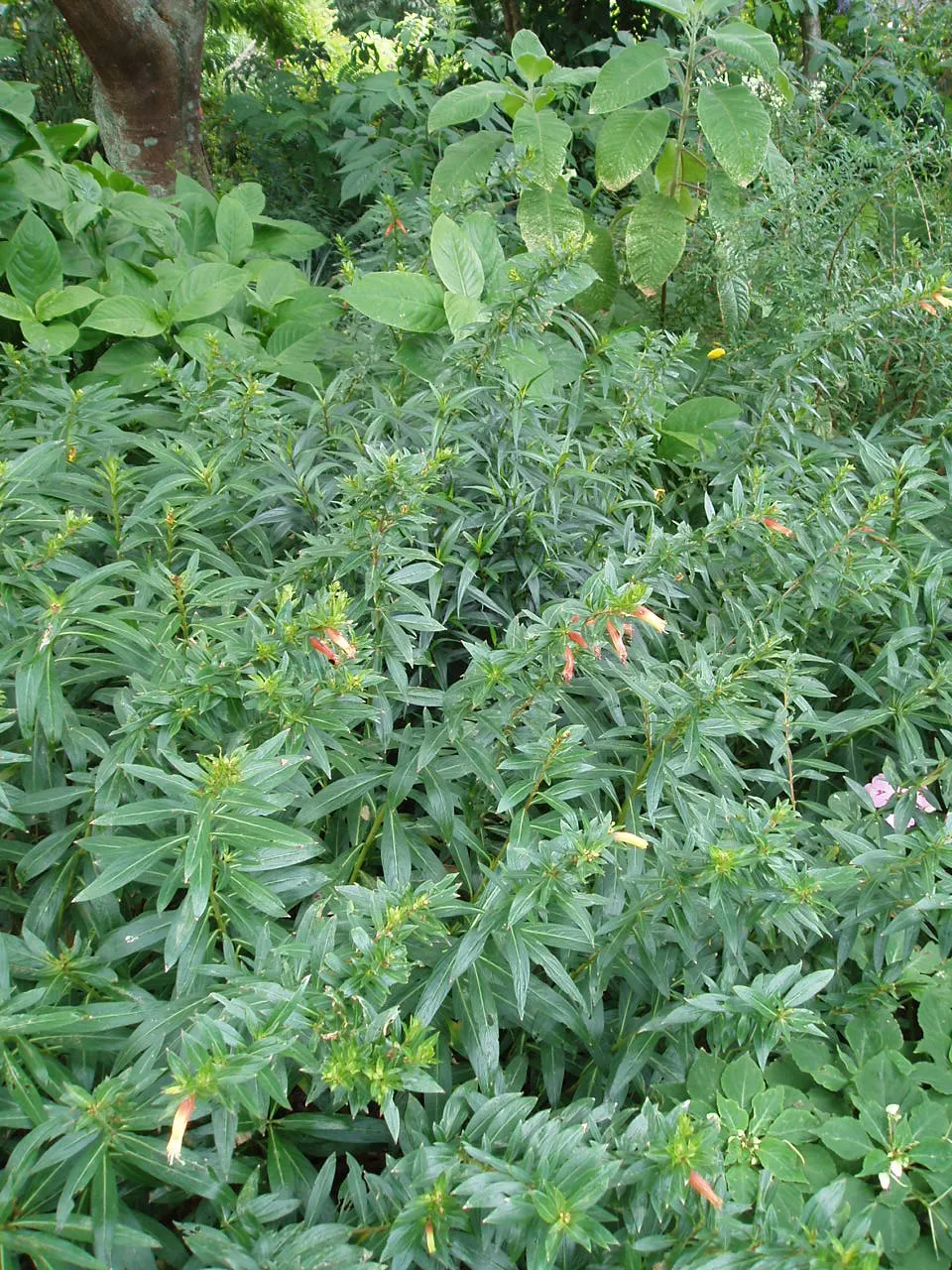 Candy Corn Plant (Cuphea Micropetala) — scientifically termed Cuphea micropetala; displaying a striking amalgamation of yellow, image 62