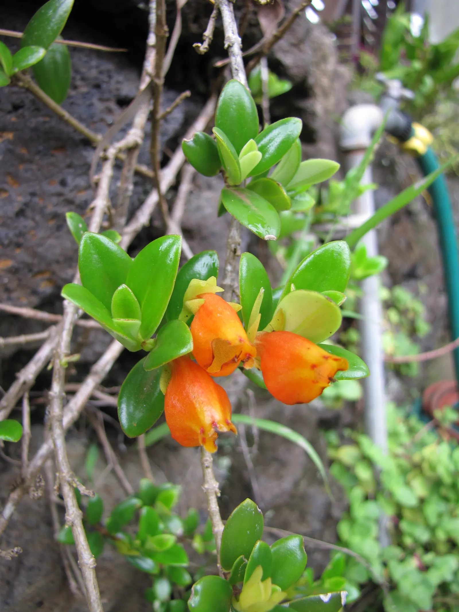 Candy Corn Plant (Cuphea Micropetala) — This robust plant reaches a modest height of 2-3 feet and spreads similarly; shrub with multi-colored and orange blooms
