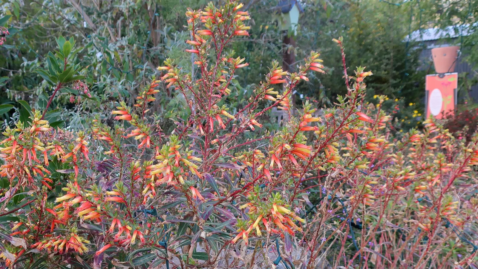 Candy Corn Plant (Cuphea Micropetala) — the tubular flowers of the Candy Corn Plant mimic the traditional tricolor Halloween treat