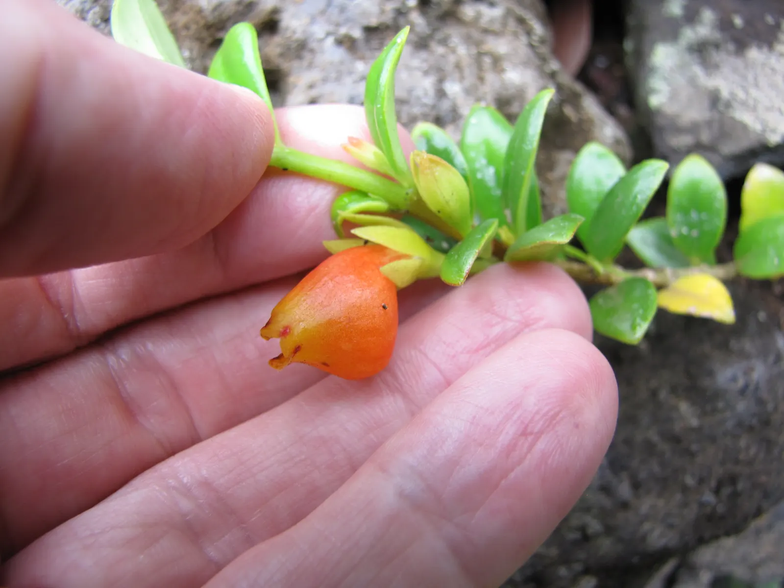 Candy Corn Plant (Cuphea Micropetala) — is an eye-catching perennial; this robust plant reaches a modest height of 2-3 feet and spreads similarly