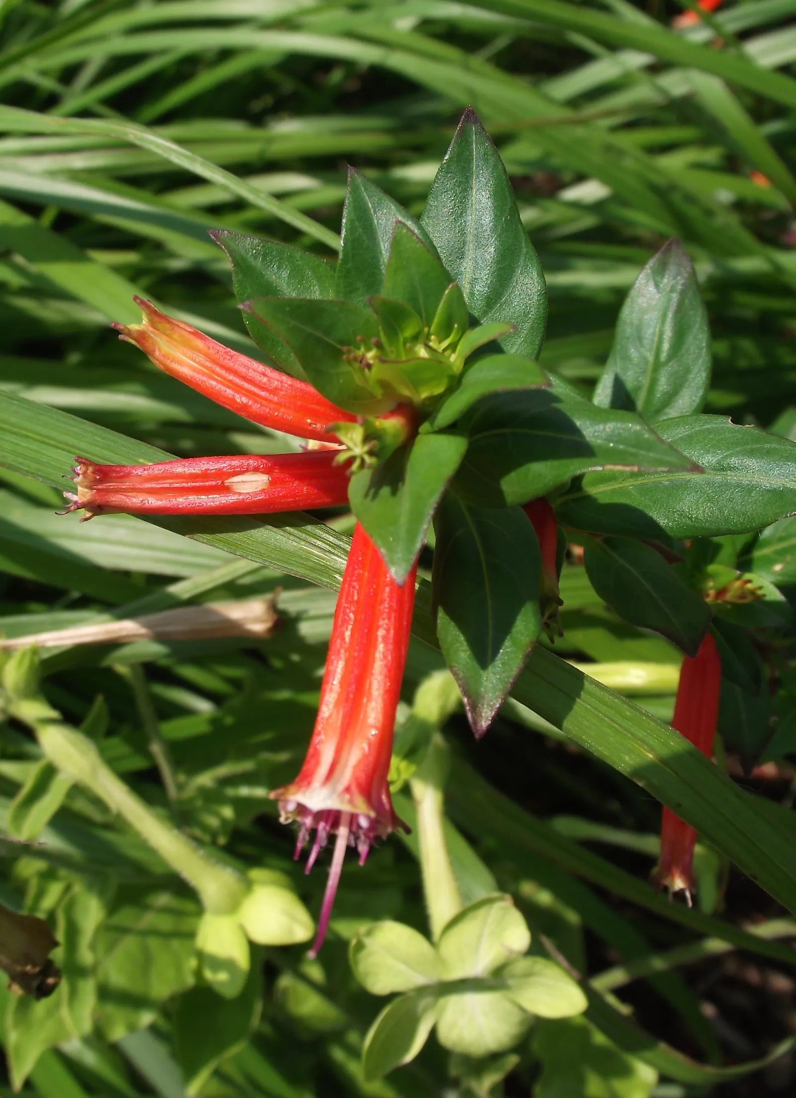 Candy Corn Plant (Cuphea Micropetala) — thus contributing to the ecological health of the garden.<br><br>To ensure optimal growth; the Candy Corn Plant prefers