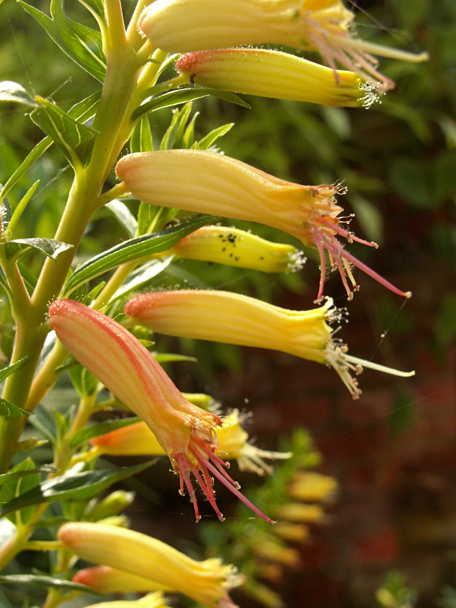 Candy Corn Plant (Cuphea Micropetala) — this charming specimen reaches a mature height of approximately 3 to 4 feet with an equal spread, image 64