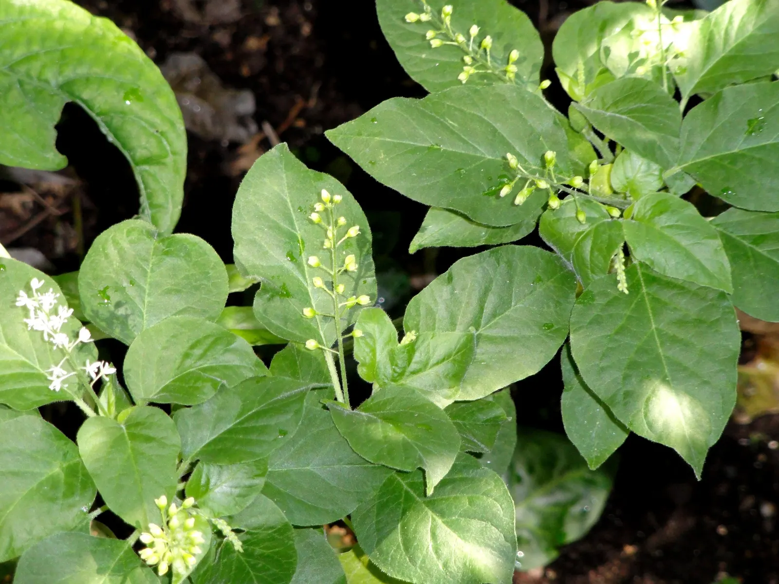Candy Corn Plant (Cuphea Micropetala) — shrub with multi-colored and orange blooms; which provide a continuous bloom from mid-summer into early fall