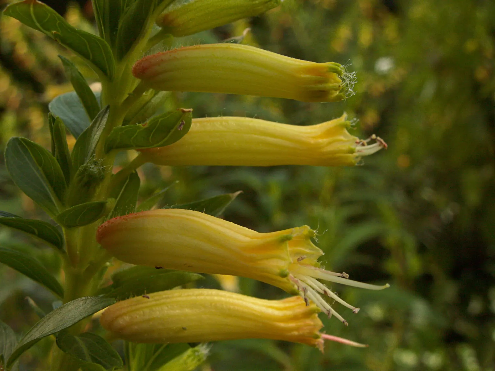 Candy Corn Plant (Cuphea Micropetala) — offering continuous blooms from midsummer to fall; and requires well-draining soil, image 61