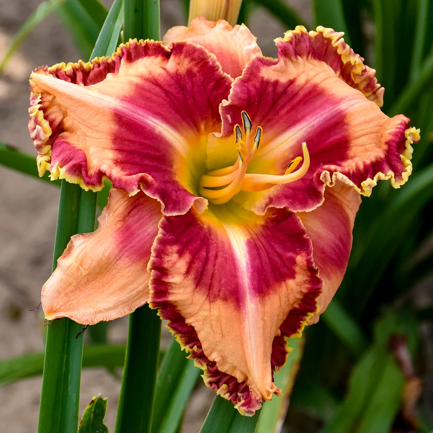 'Lake of Fire' Daylily (Hemerocallis hybrid) — The Hemerocallis hybrid 'Lake of Fire' is a Proven Winners® daylily with huge apricot-orange blooms