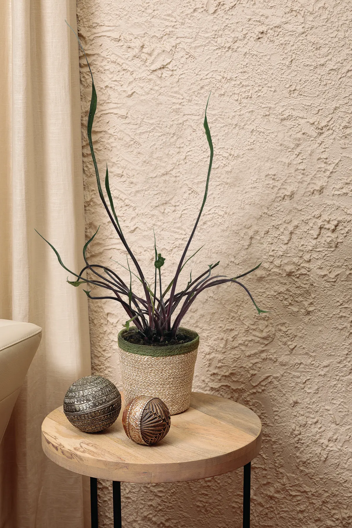 Tentacular™ Flying Squid (Alocasia plumbea) — The Alocasia plumbea 'Tentacular' is a compact tropical houseplant with upright