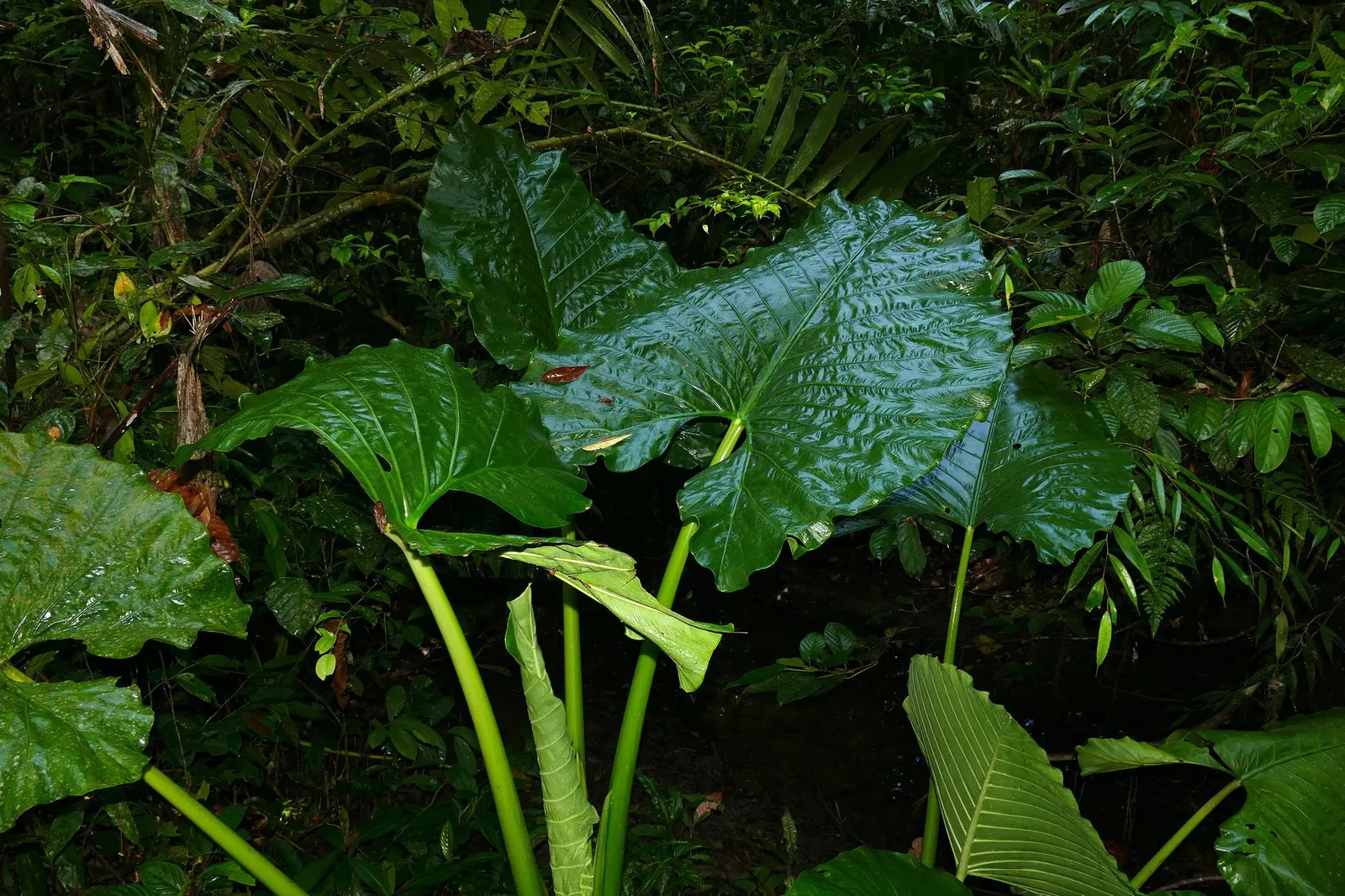 Tentacular™ Flying Squid (Alocasia plumbea) — it earns its name with sinuous