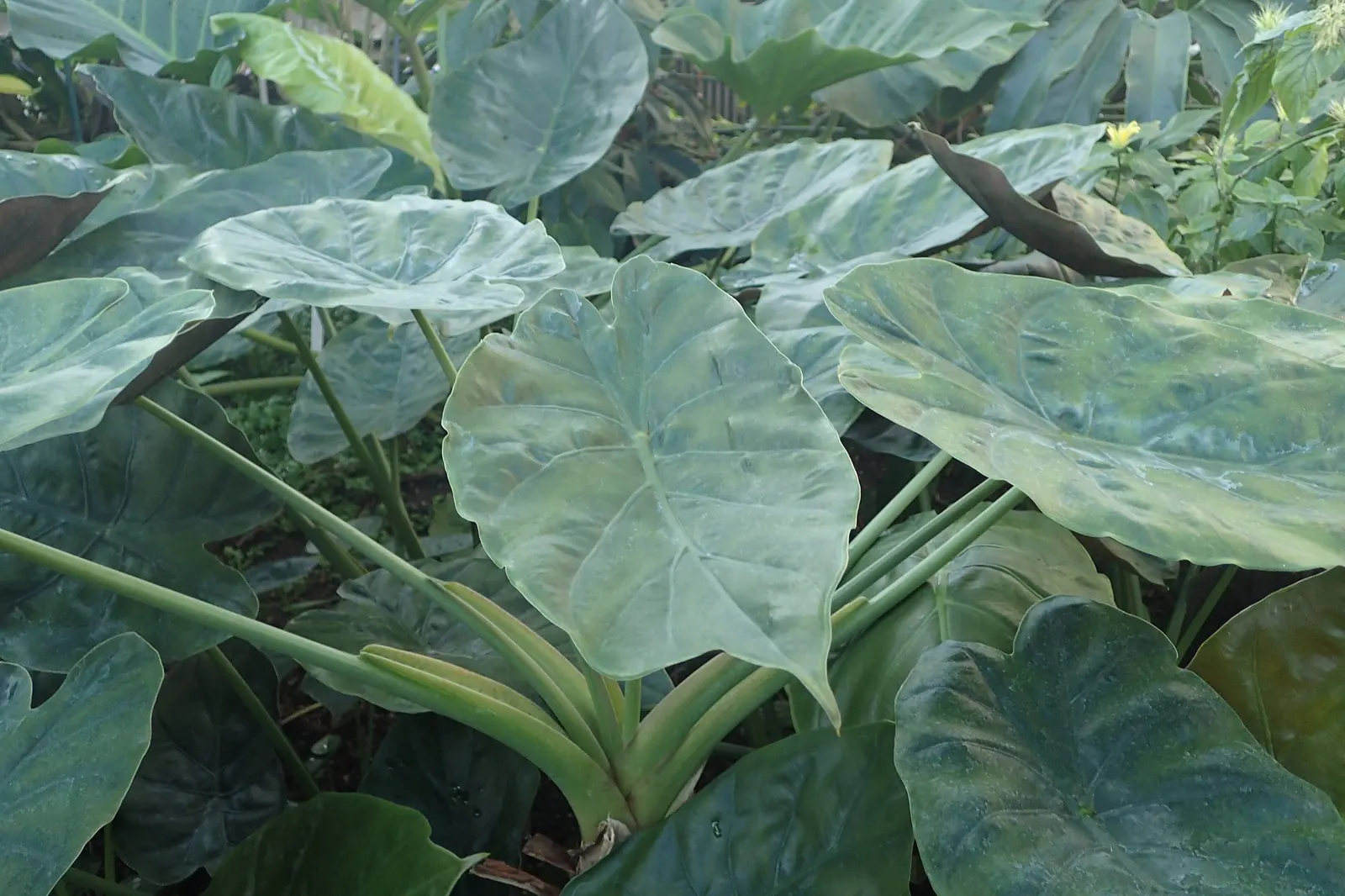 Tentacular™ Flying Squid (Alocasia plumbea) — Its dark stems and fresh green leaves create a refined contrast