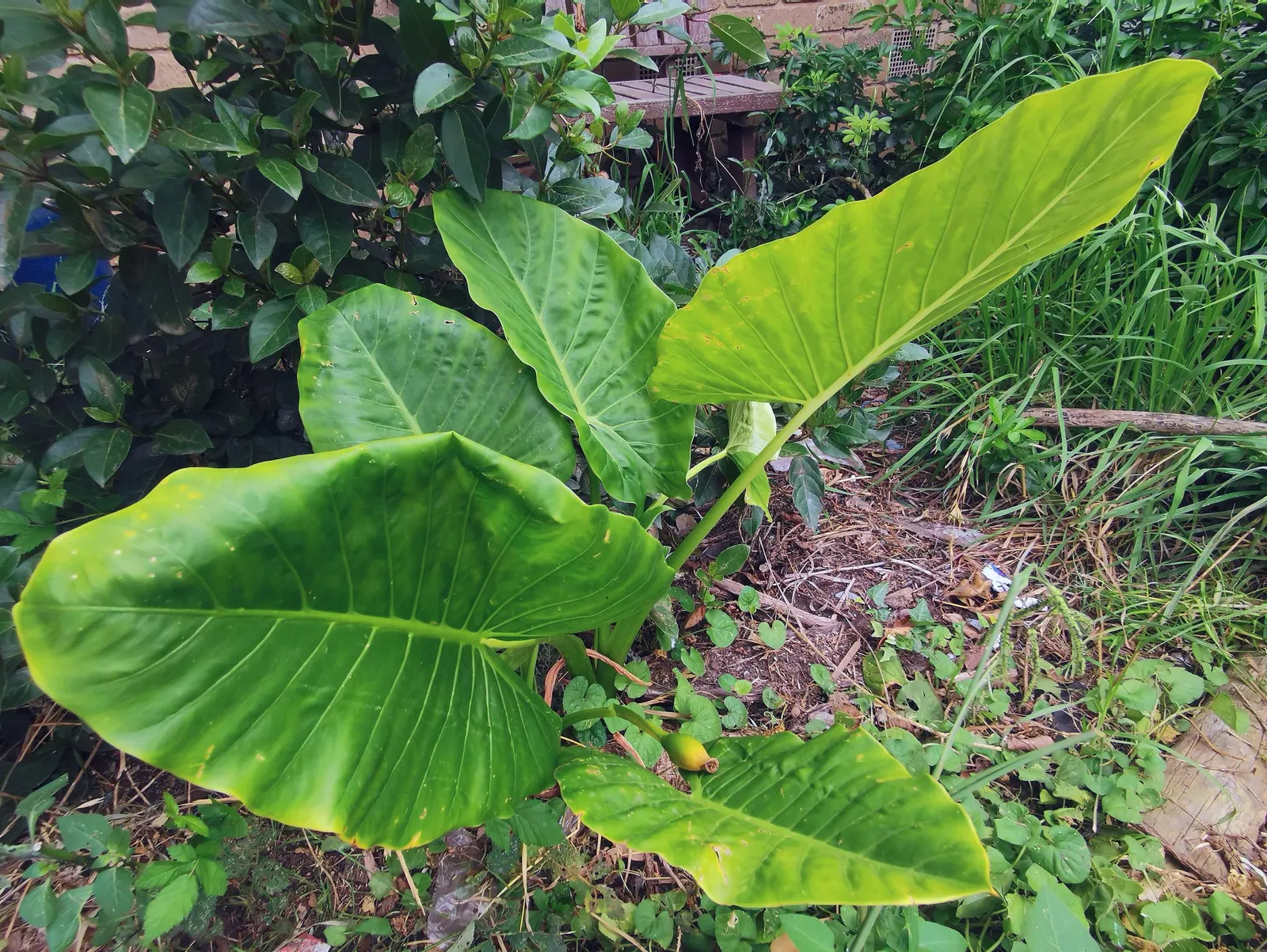 Tentacular™ Flying Squid (Alocasia plumbea) — Part of the Proven Winners® collection