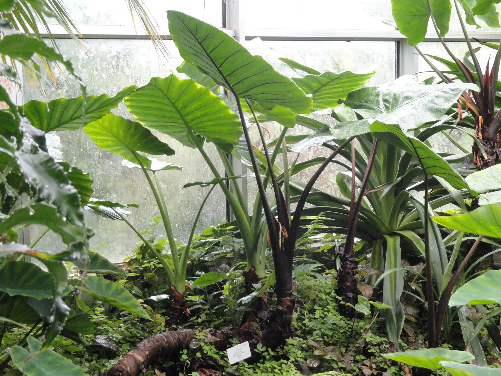 Tentacular™ Flying Squid (Alocasia plumbea) — typically reaching 10 to 16 inches tall