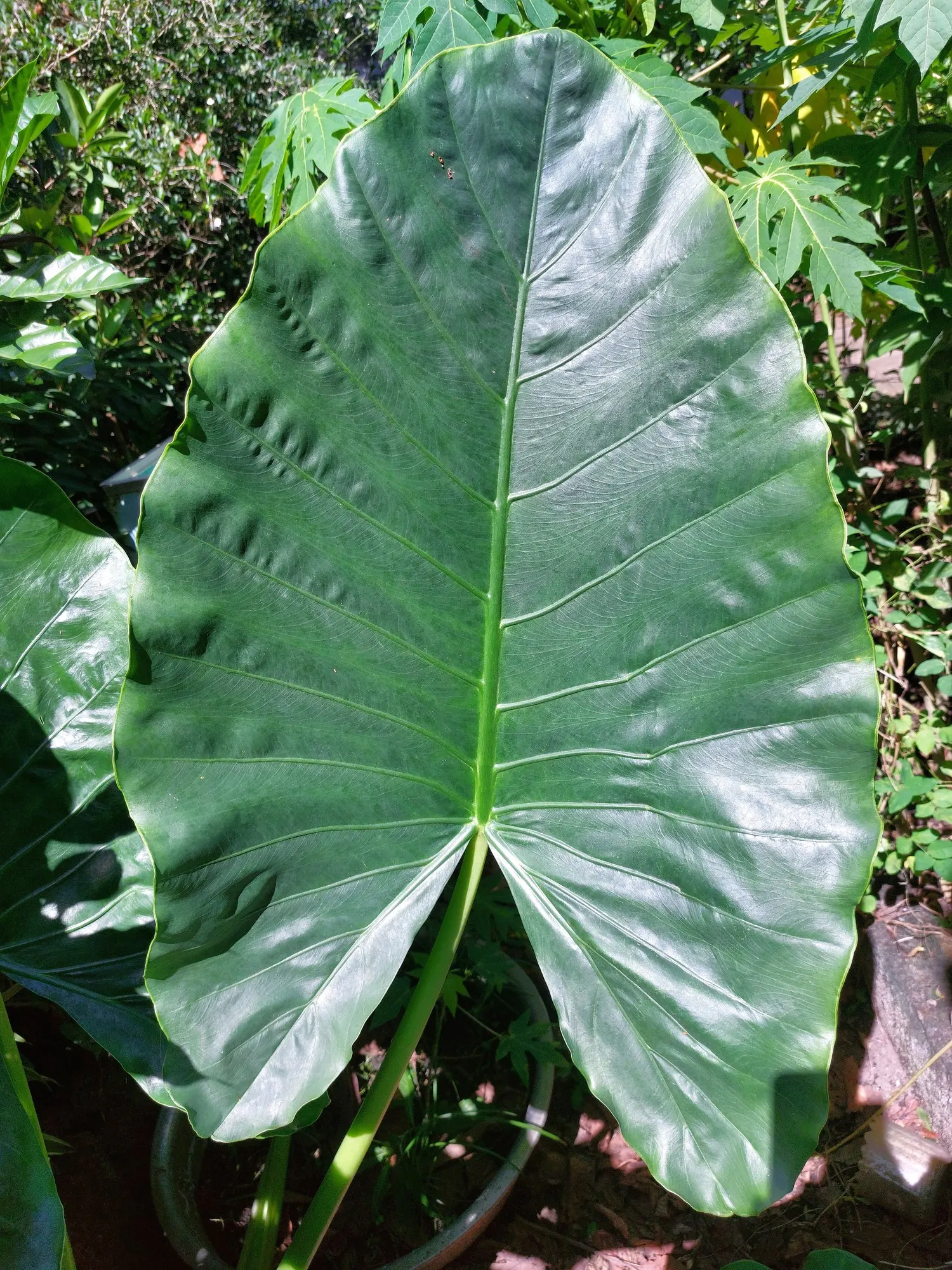 Tentacular™ Flying Squid (Alocasia plumbea) — The Alocasia plumbea 'Tentacular'