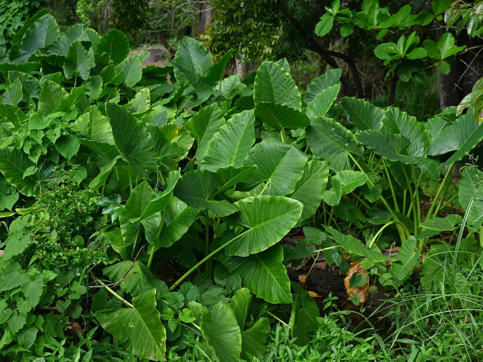 Tentacular™ Flying Squid (Alocasia plumbea) — sinuous burgundy stems and wispy green