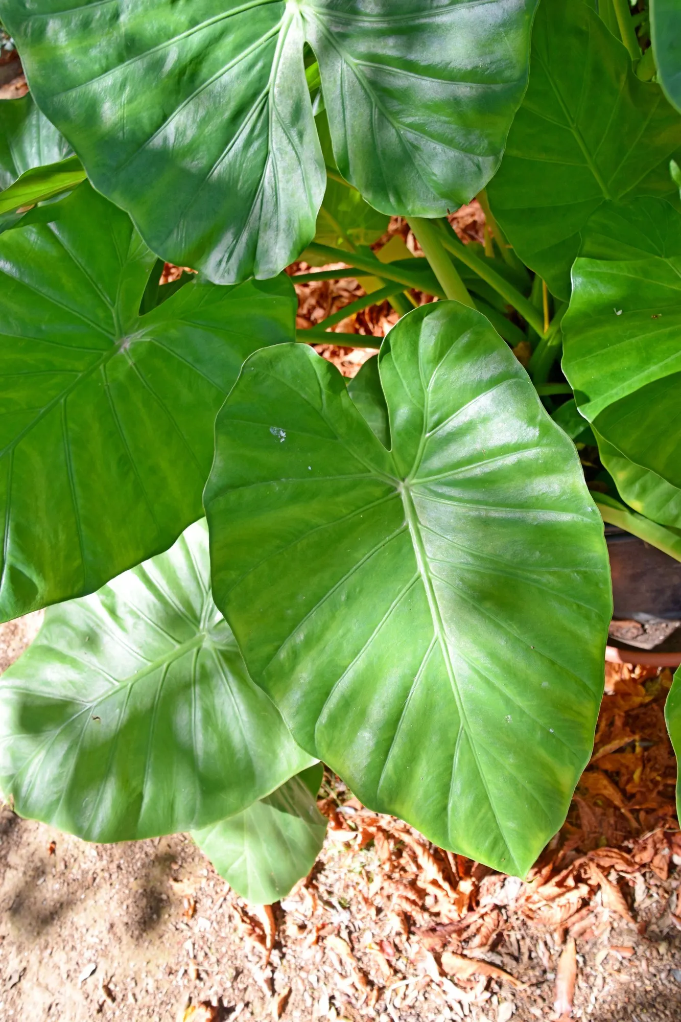 Tentacular™ Flying Squid (Alocasia plumbea) — Grow it in medium to bright indirect light, chunky well-drained mix, even moisture, and higher humidity