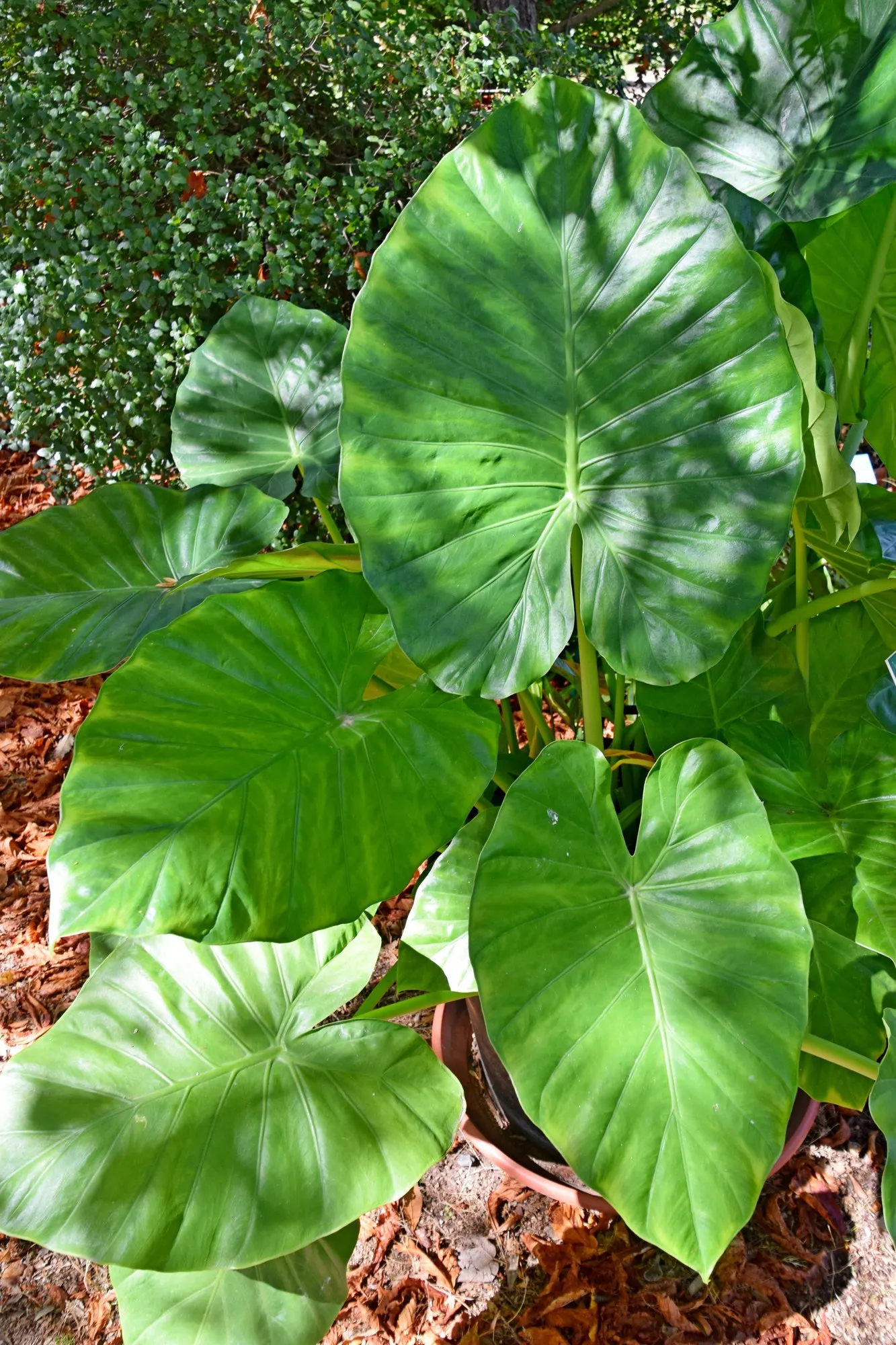 Tentacular™ Flying Squid (Alocasia plumbea) — From the Proven Winners® collection, it matures at 10-16 inches tall with a desktop-friendly presence