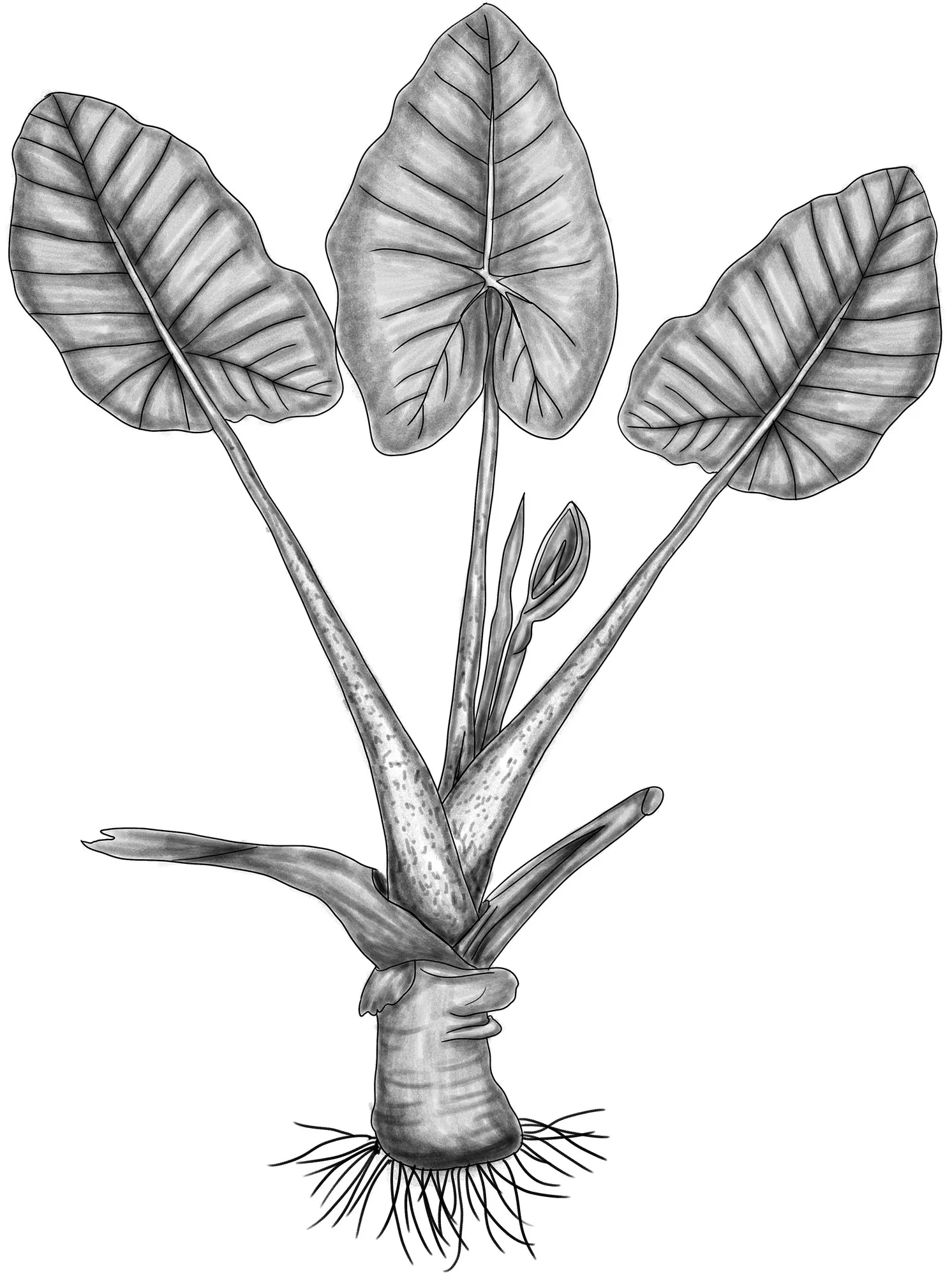 Tentacular™ Flying Squid (Alocasia plumbea) — lending depth to plant groupings and tabletop displays